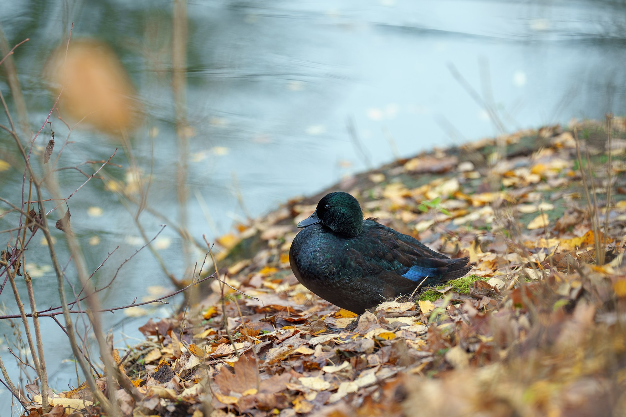 Удивительные мир птиц. Вокруг нас столько прекрасного — присмотритесь!. Ваш личный фотограф Марина Волкова