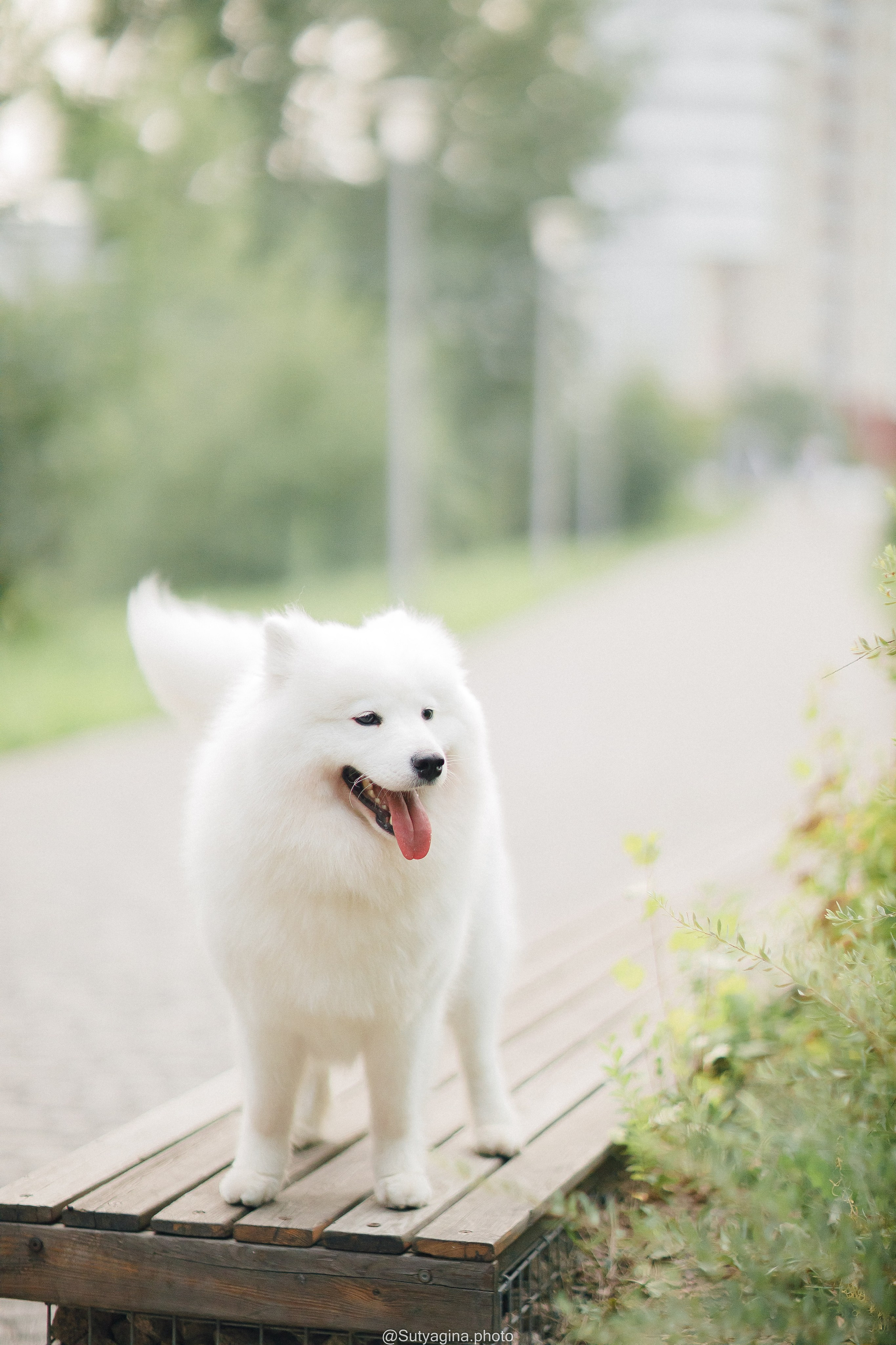 Самоед Рея. Свадебный и женский фотограф