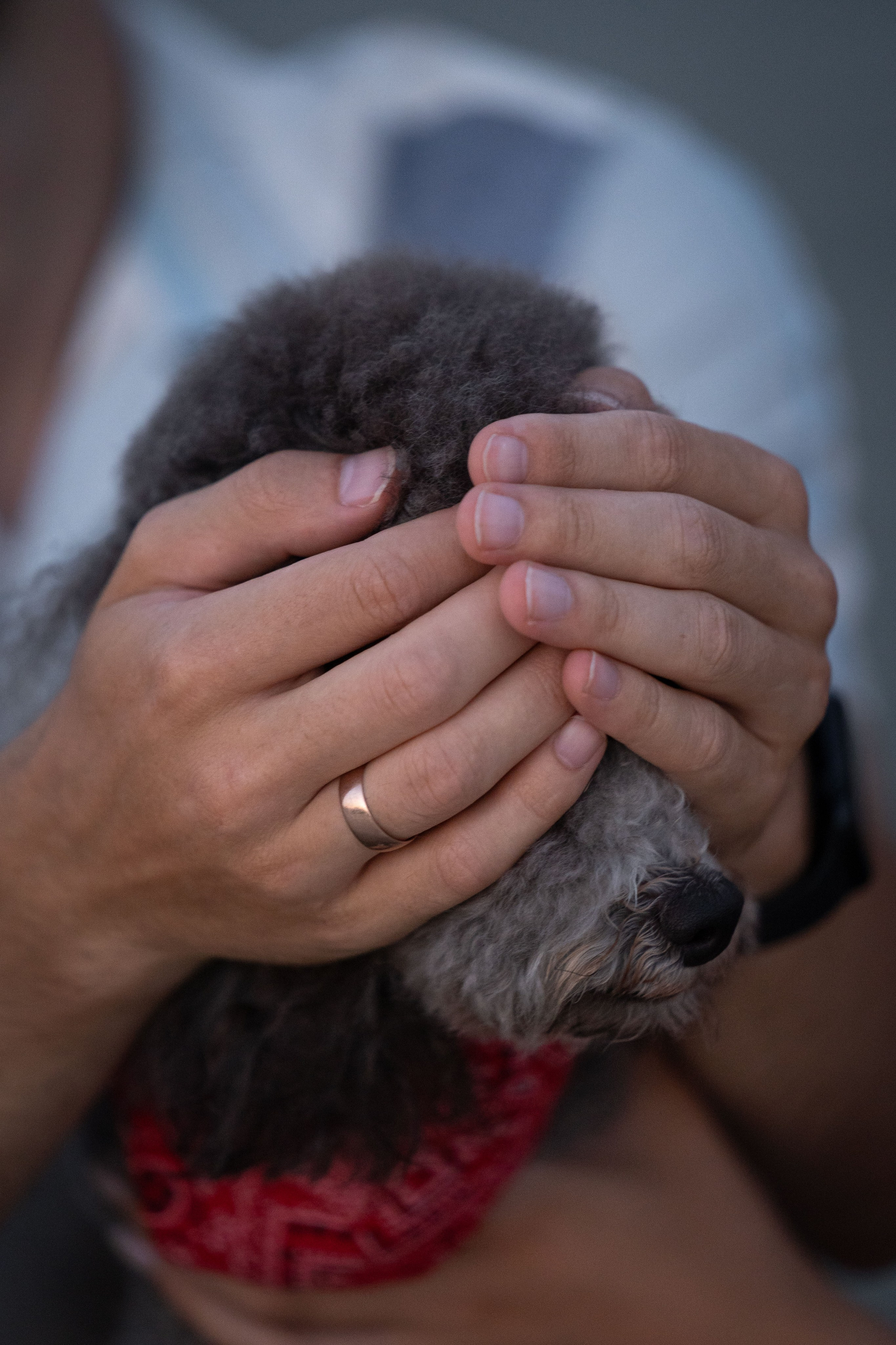 В Белграде на набережной. Фотограф анималист