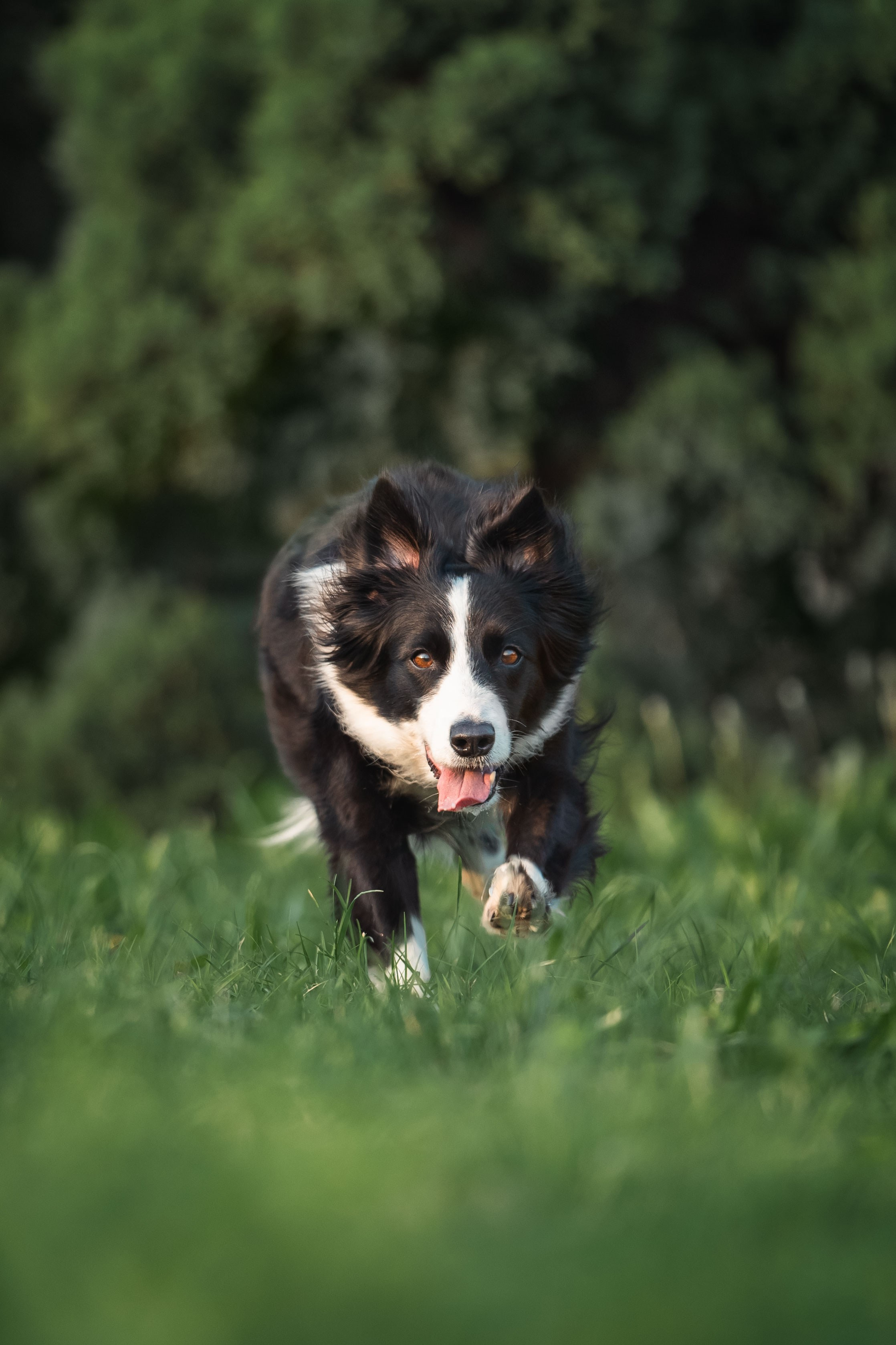 Белград, Калемегдан. Таня и Шегги. Фотограф анималист