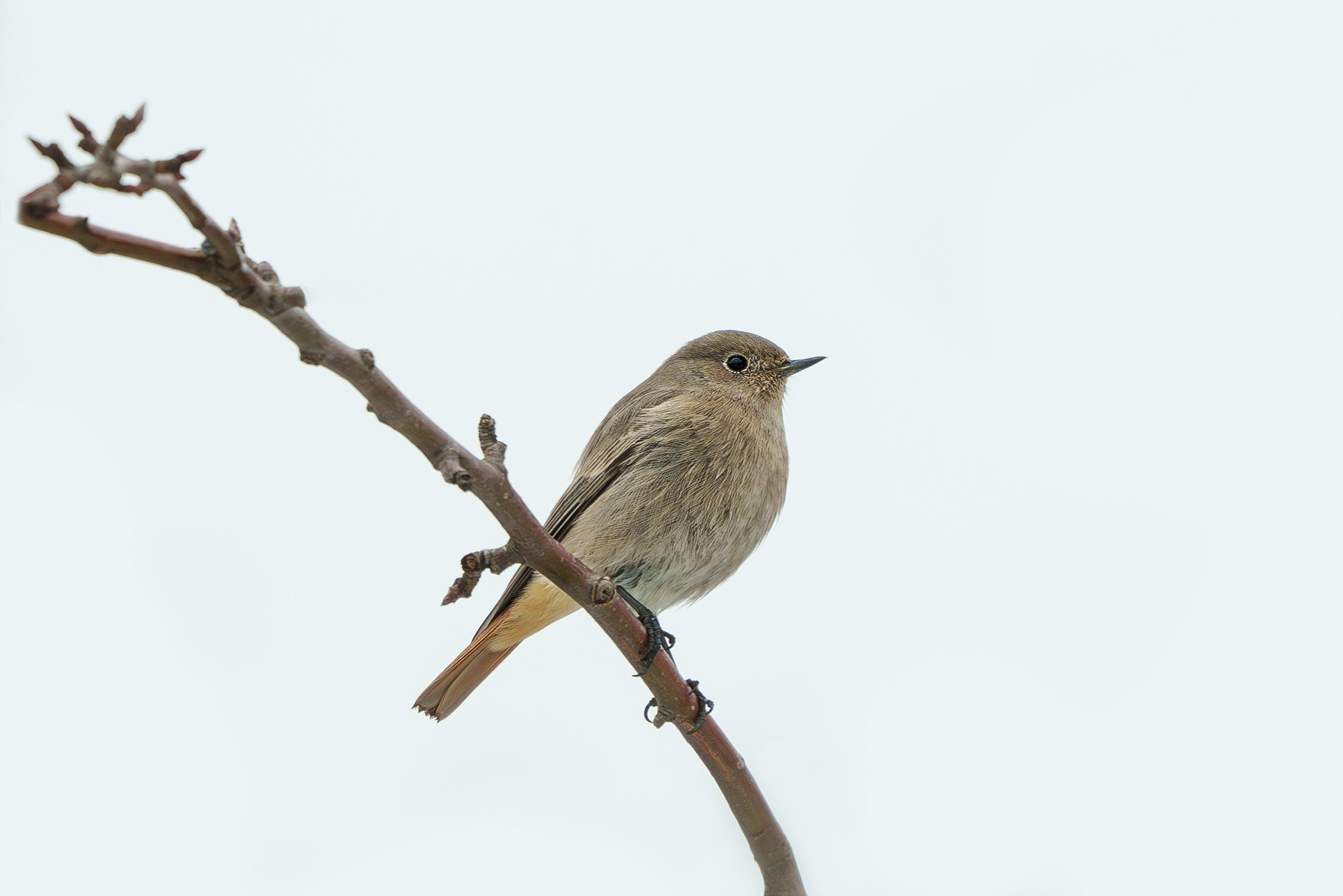 Удивительные мир птиц. Вокруг нас столько прекрасного — присмотритесь!. Ваш личный фотограф Марина Волкова
