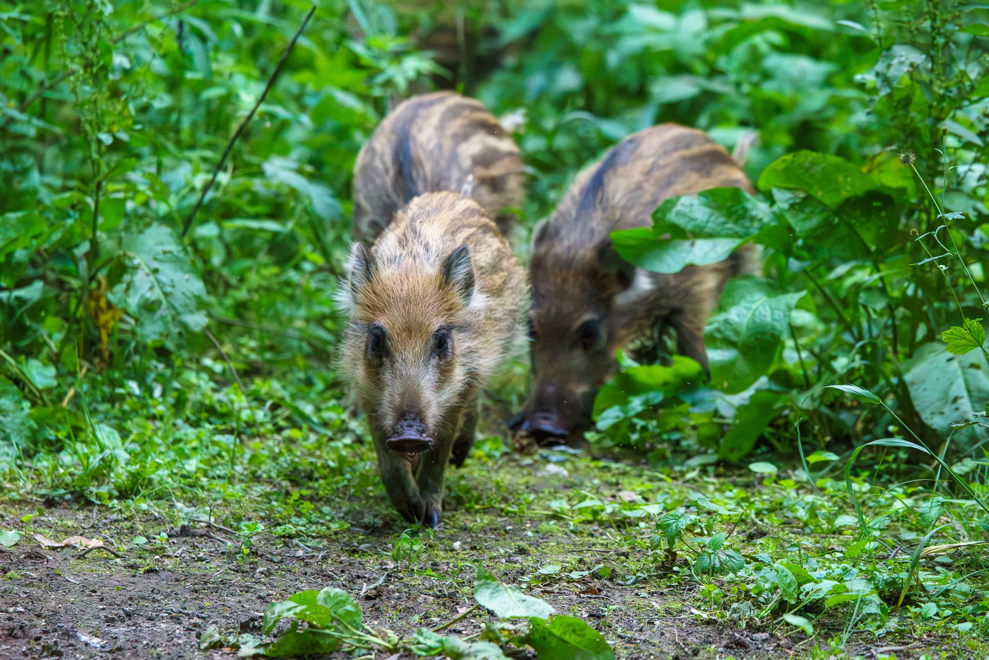 Животные. Ваш личный фотограф Марина Волкова