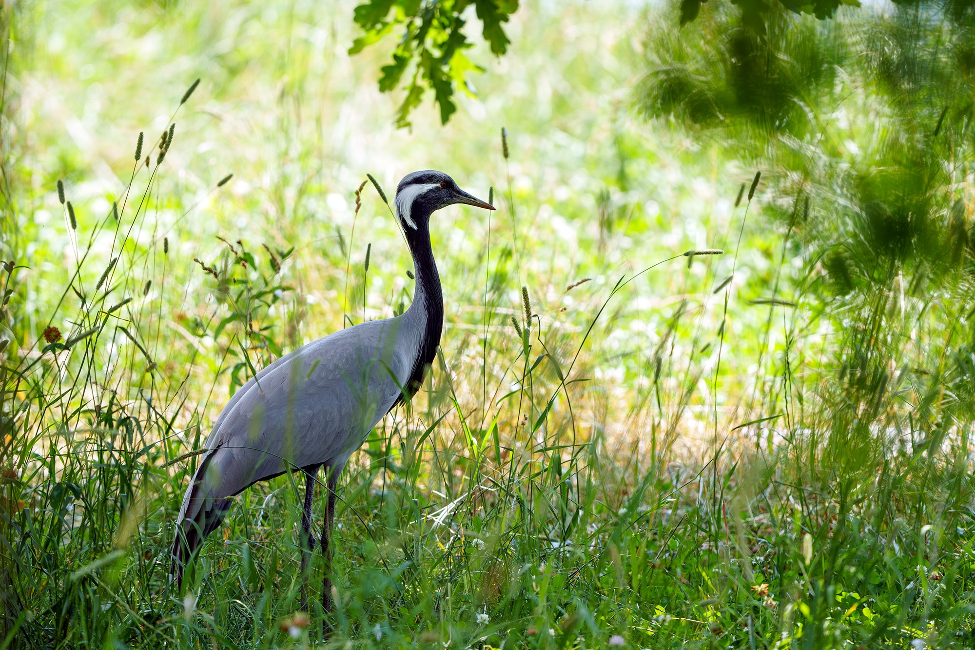 Удивительные мир птиц. Вокруг нас столько прекрасного — присмотритесь!. Ваш личный фотограф Марина Волкова