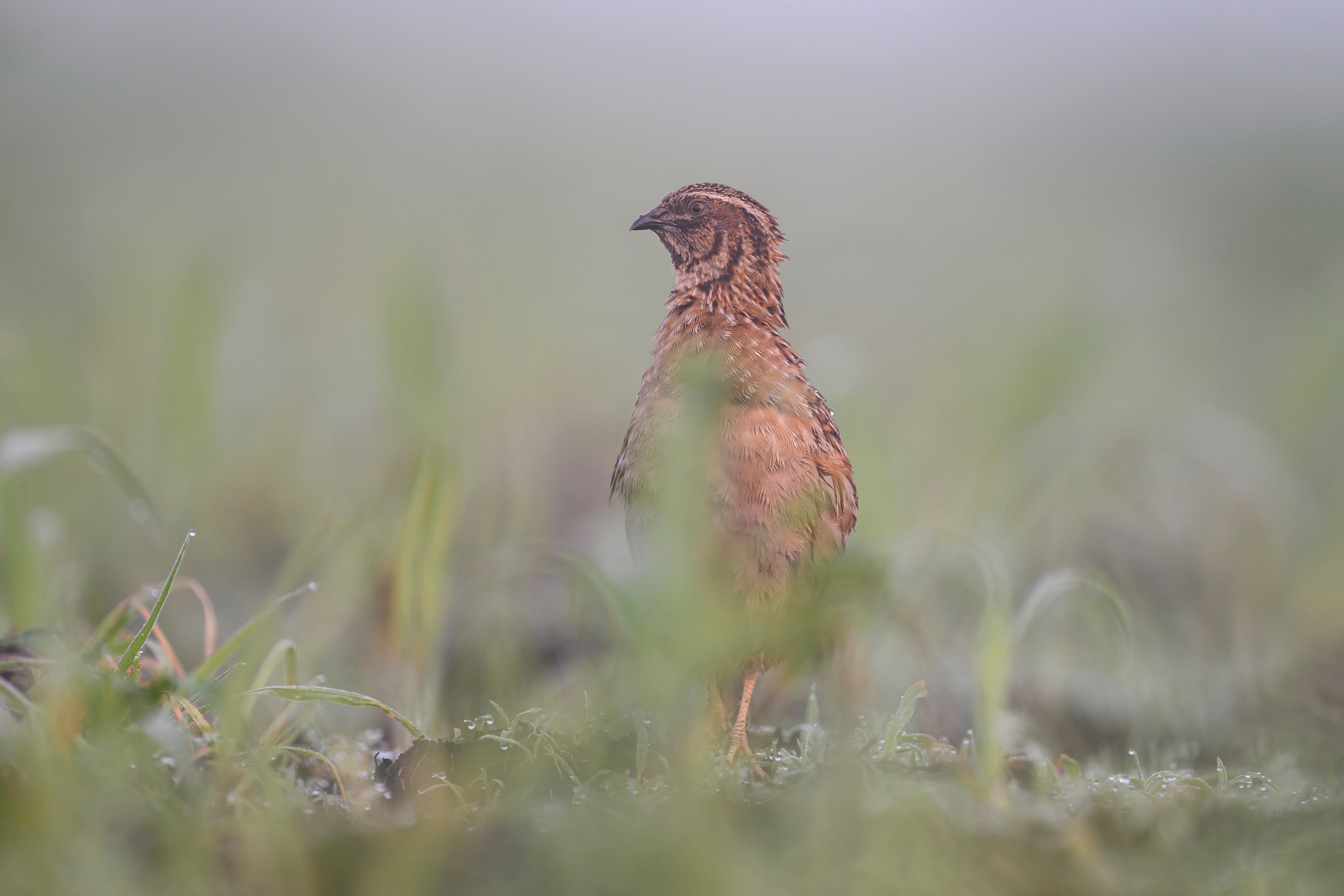 Перепела в тумане. Wildlife photography by Sergey Puponin