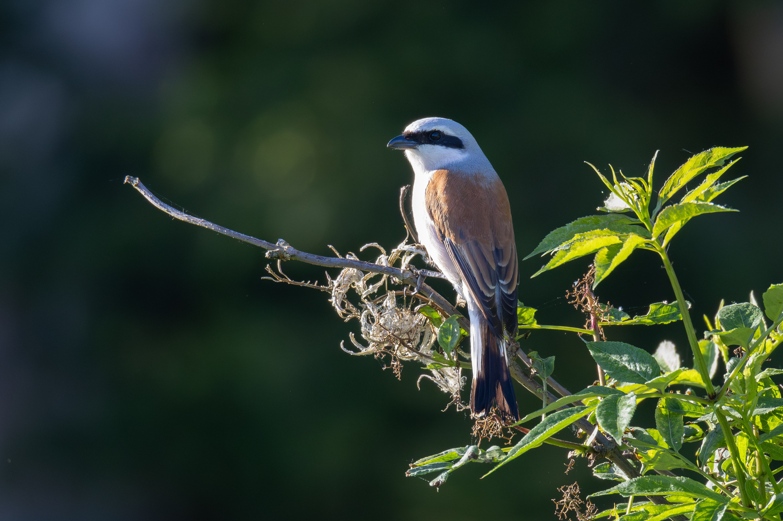 Птицы СНТ «Подлесье». Птицы парков г. Люберцы