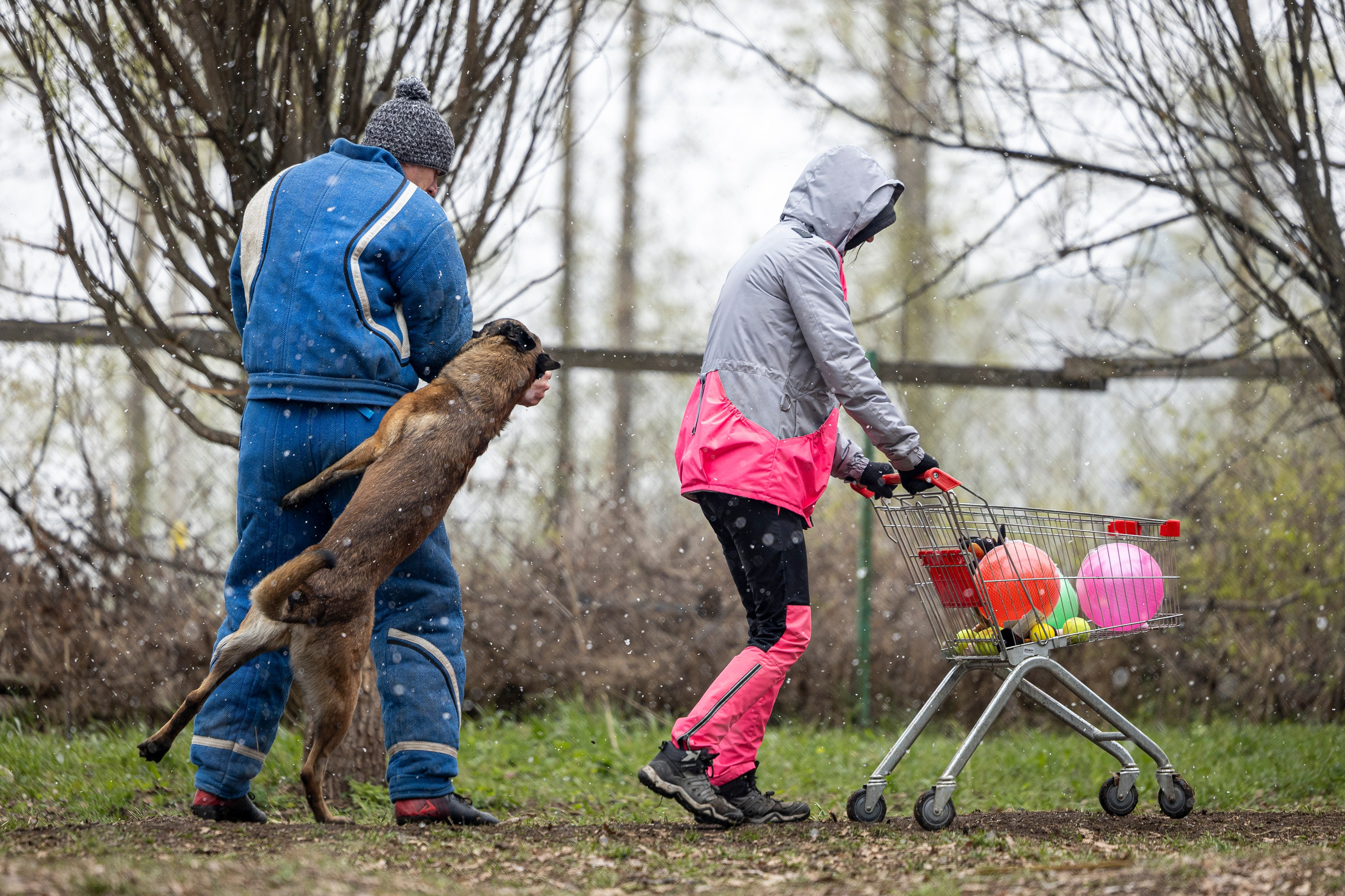 Квалификационные состязания по мондьорингу г. Вологда 11.05.24. Фотограф-анималист Анна Маринич