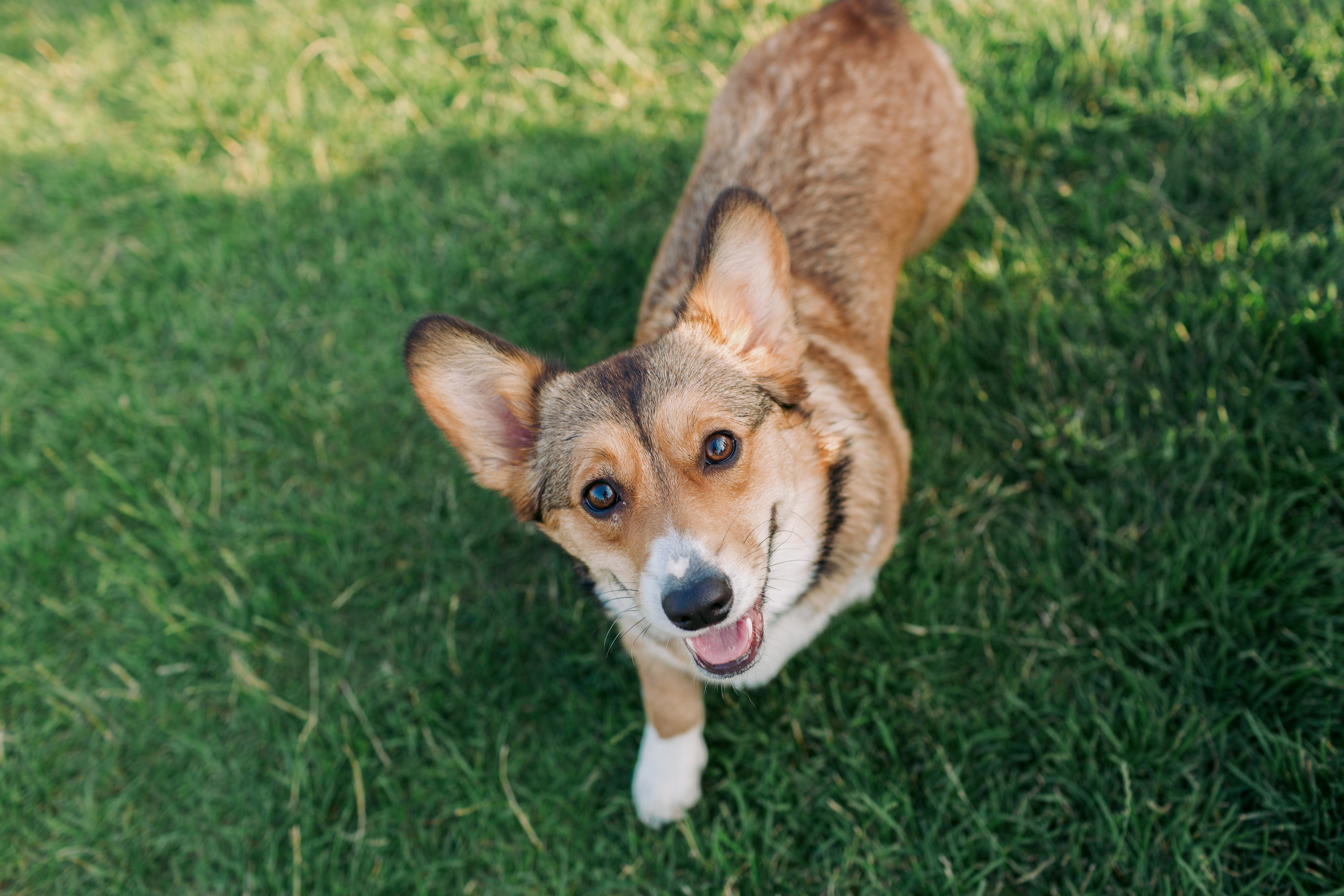 Dog Fest 2024. Главная