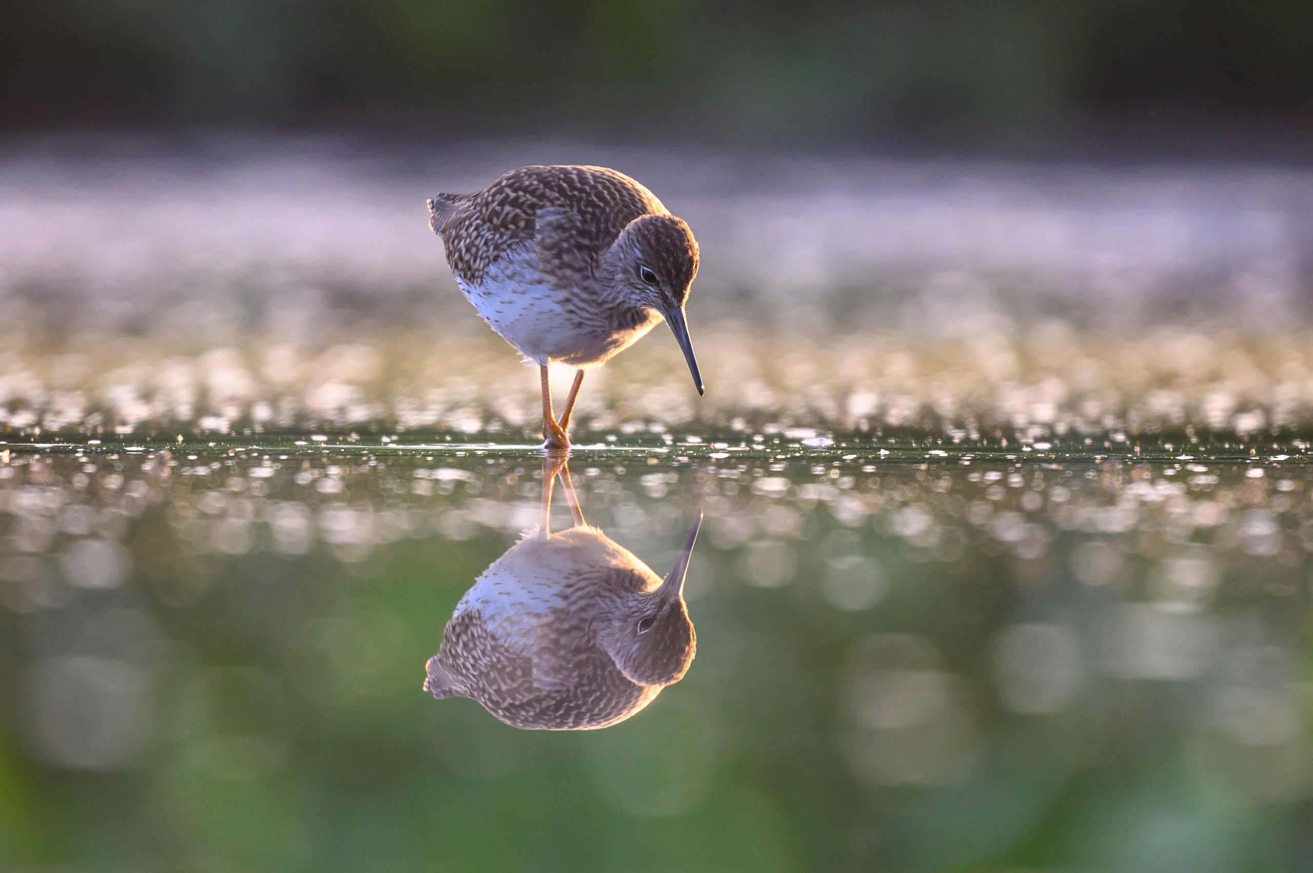 Кулики не позировали. Wildlife photography by Sergey Puponin