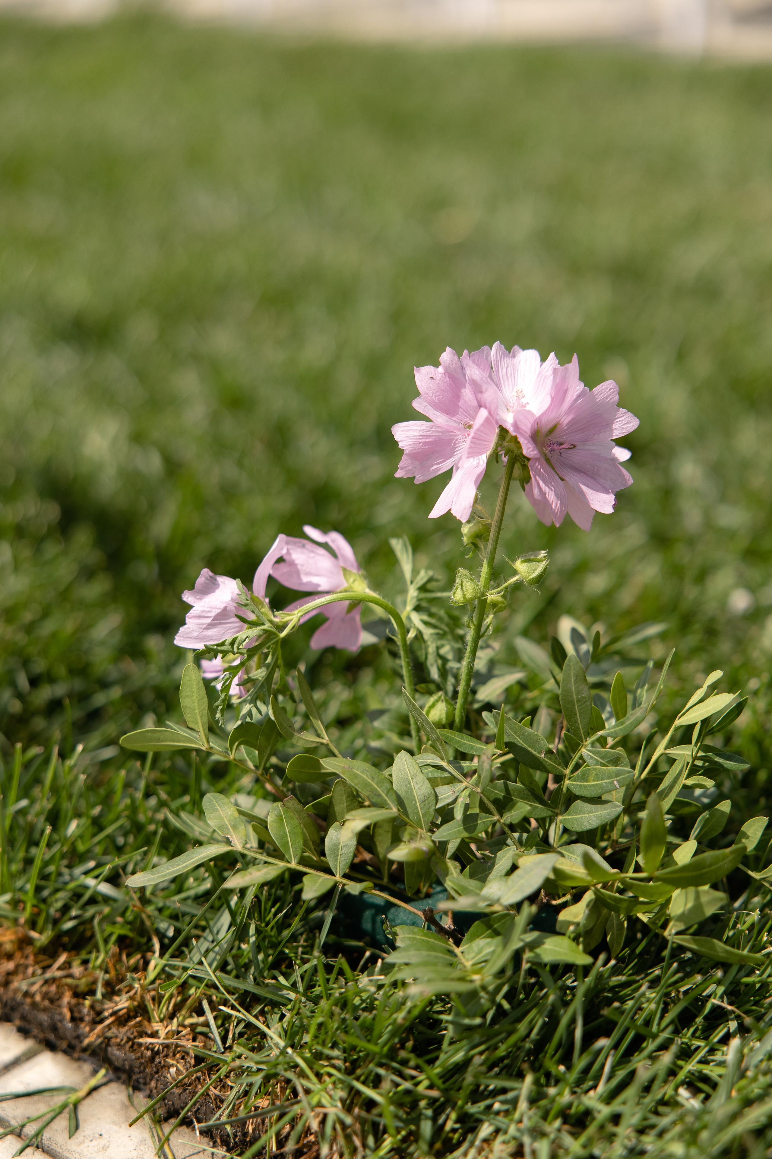 Даниил и Светлана. Свадебный и семейный фотограф в Новосибирске Наталья Зорина