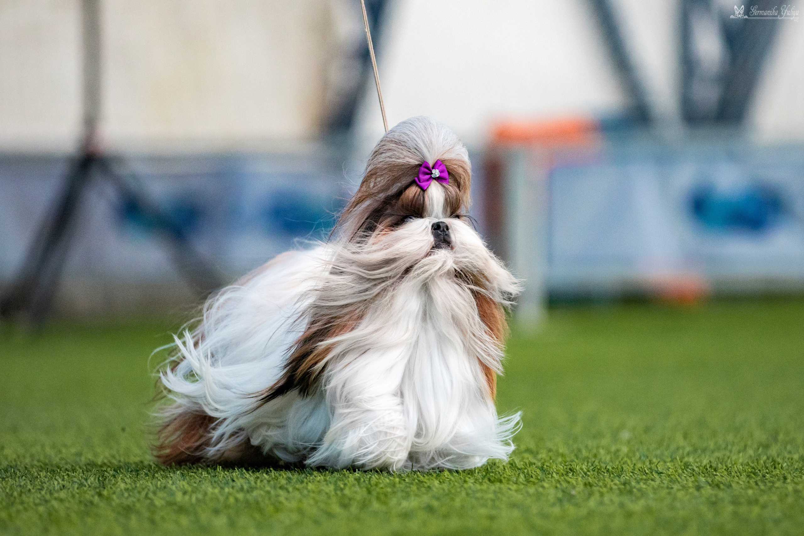 Ташкент 6-8.10.2023 + Алматы 14-15.10.2023. Фотограф-анималист Юлия Германика