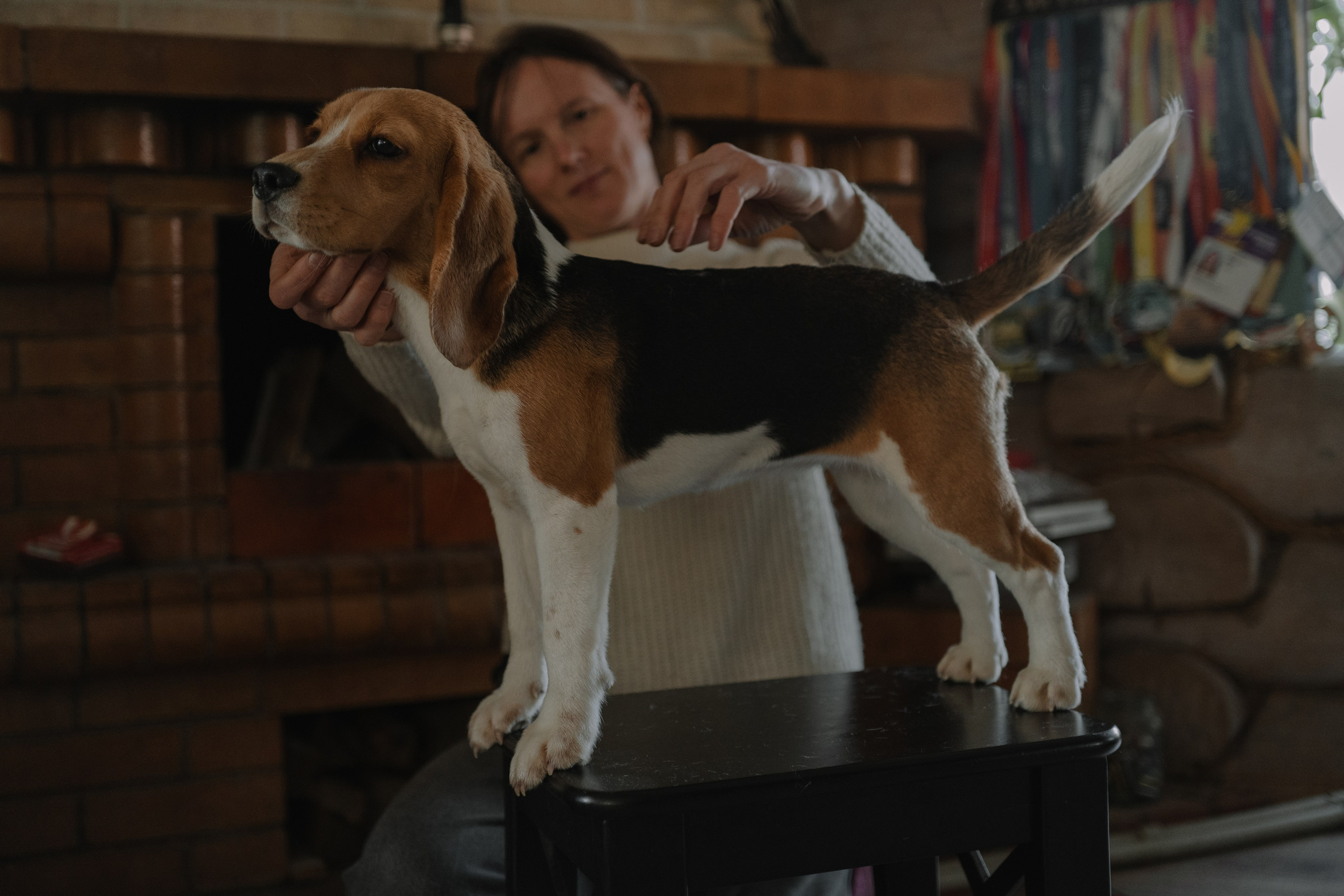 Маша, бигль Вера и её ферма. Семейный фотограф в Москве Алёна Чача