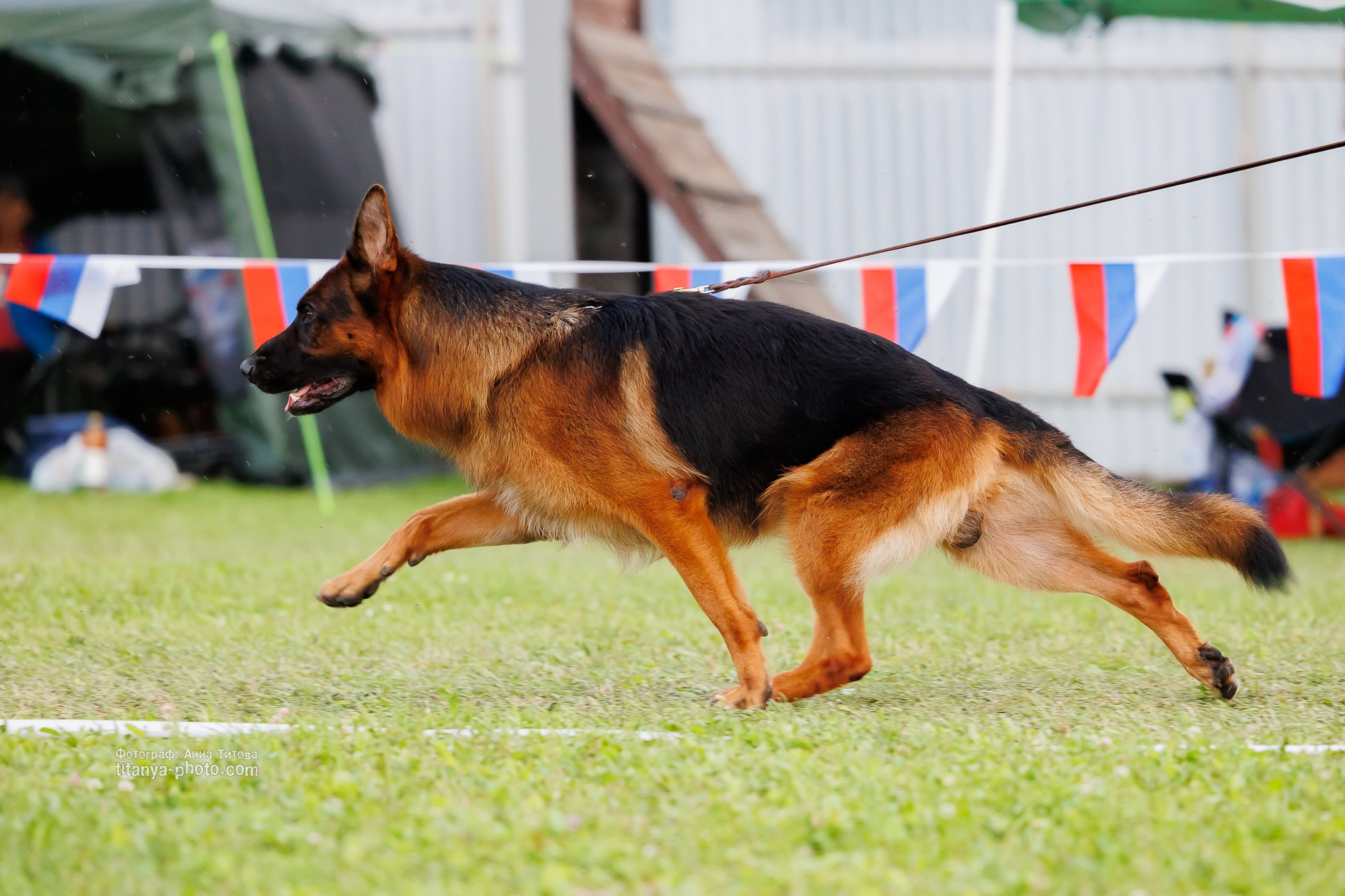 Немецкие овчарки: фото из рингов и вне ринга, мутпроба (фотографии с выставок). Фотограф собак, фотограф-анималист Аня Титова (Titanya). Москва