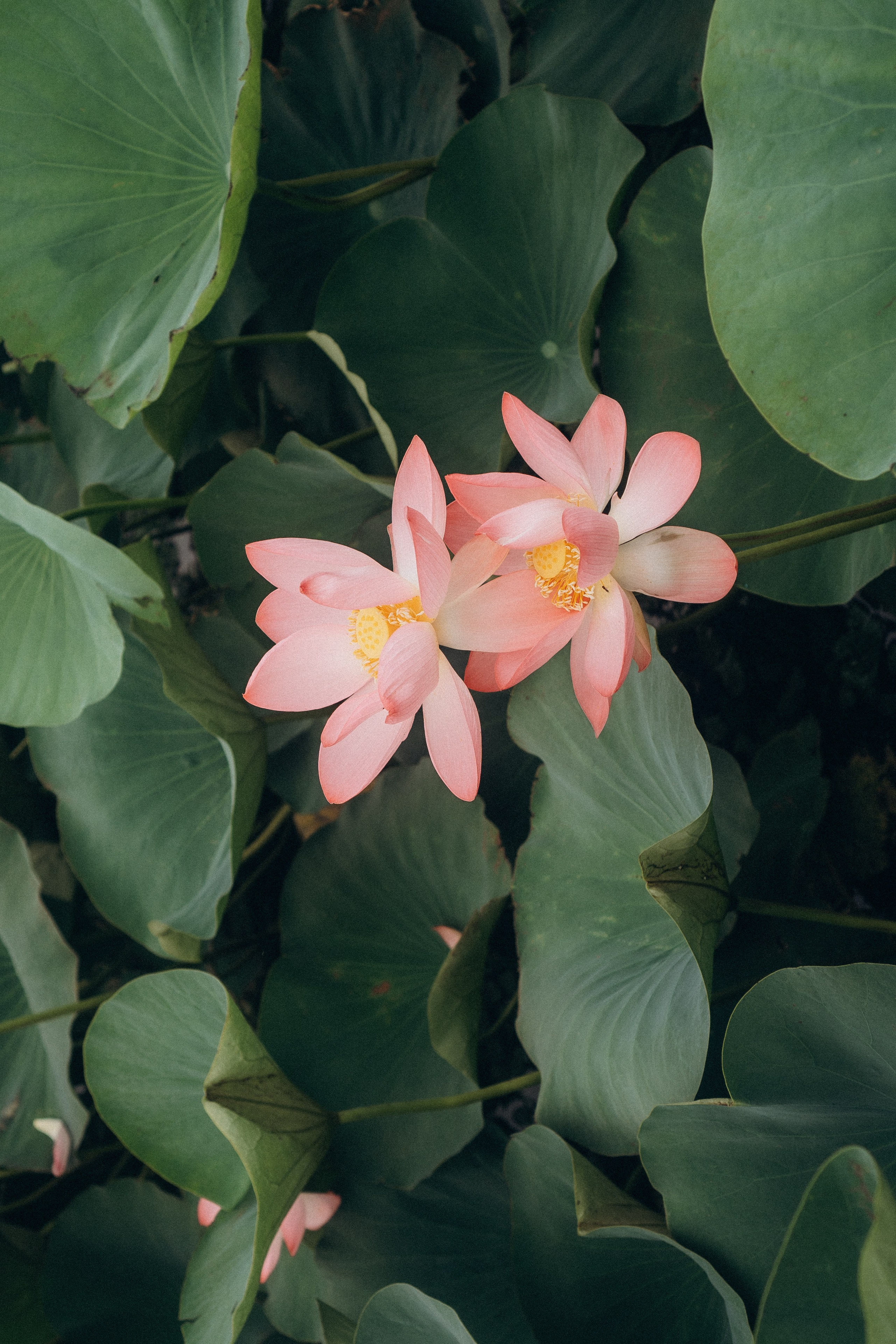 ЛОТОСОВАЯ ПОЛЯНА. Профессиональный фотограф, Санкт-Петербург — Виктория Богомолова
