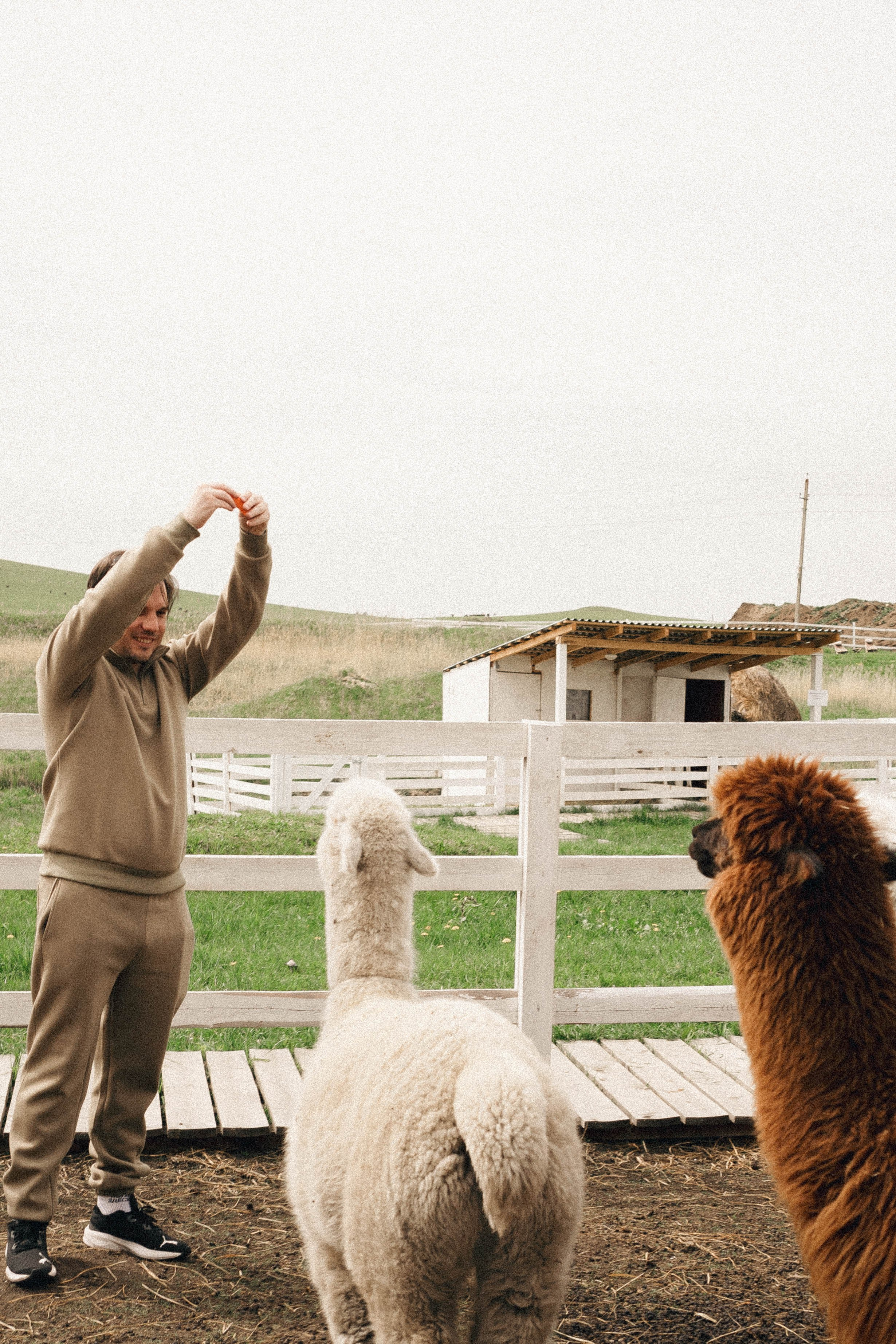 Ферма Альпак. Профессиональный фотограф, Санкт-Петербург — Виктория Богомолова