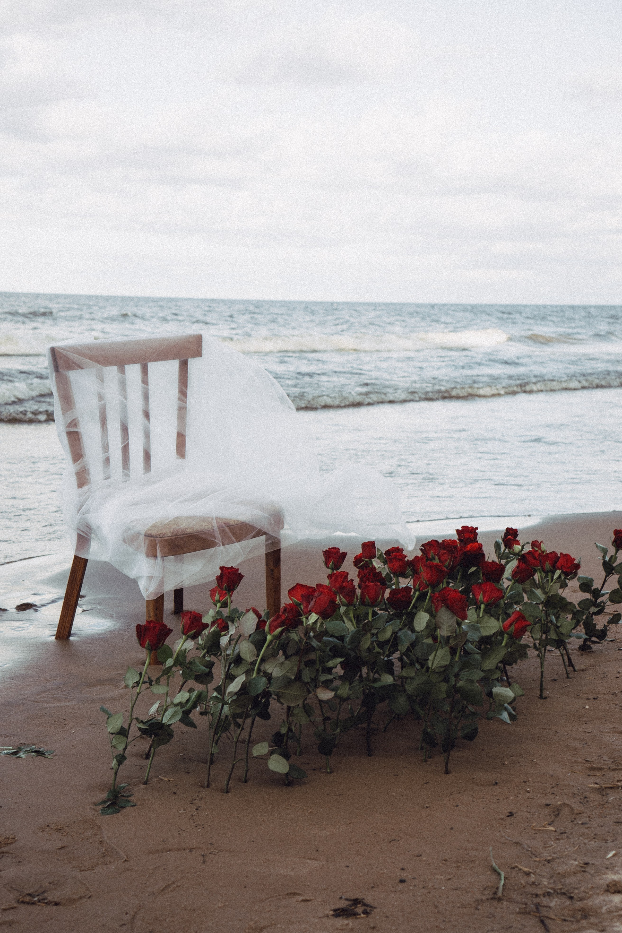 Розы. Профессиональный фотограф, Санкт-Петербург — Виктория Богомолова