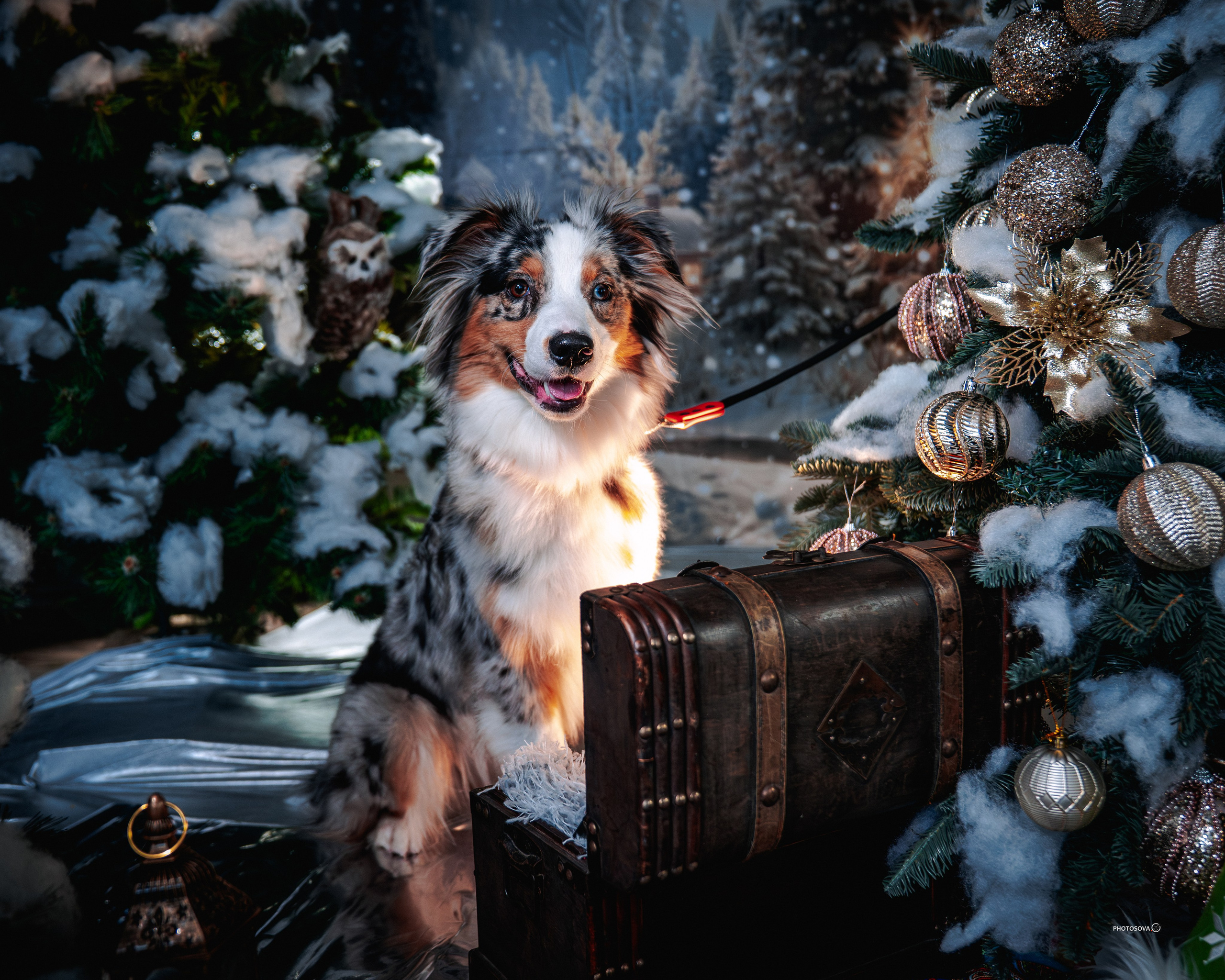 ФОТОПАМЯТЬ ВАШИХ ЭМОЦИЙ. Фотограф-анималист, семейный фотограф в Москве и Подмосковье. Фотосъёмка кинологических дисциплин