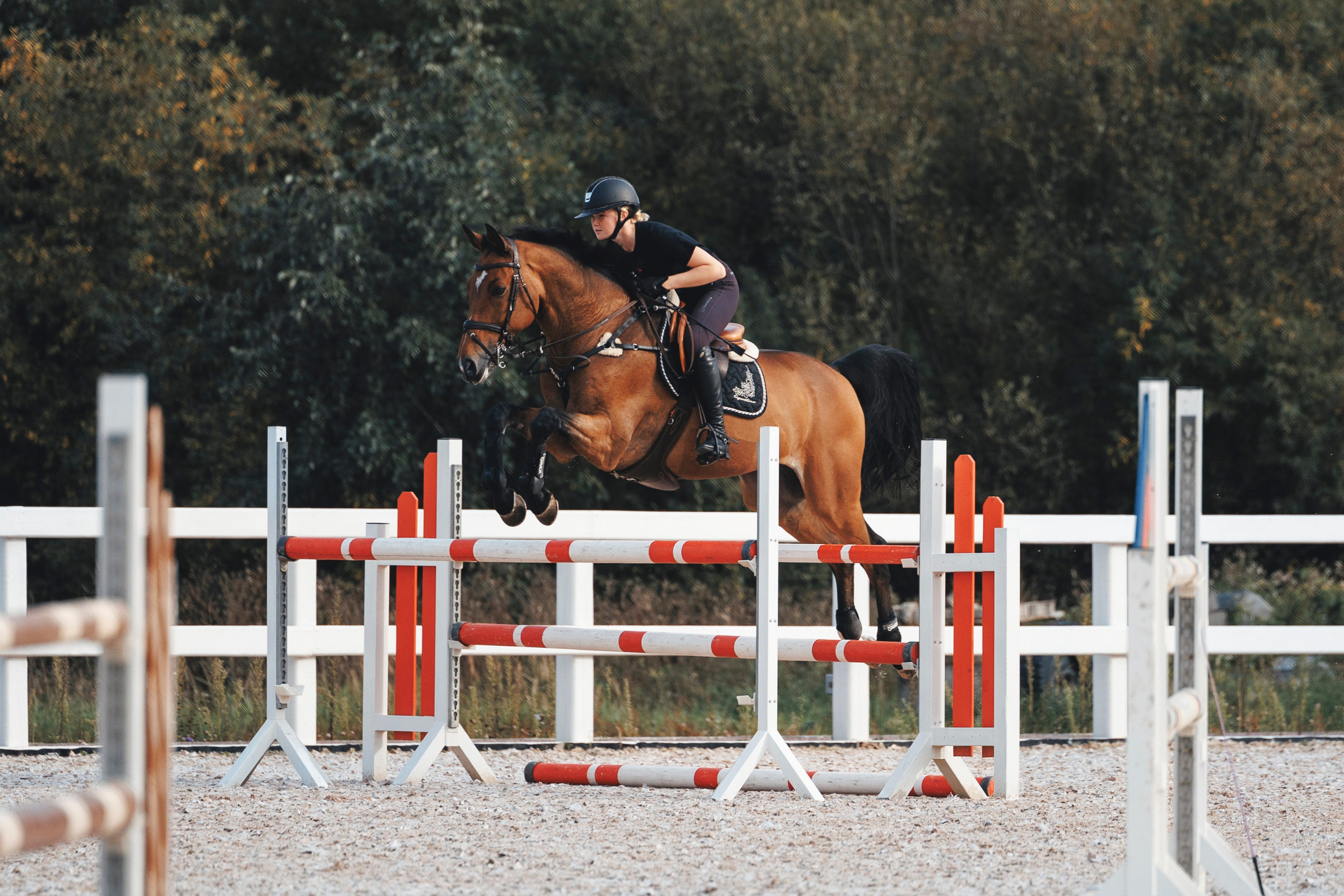 Конкур. Фотограф-анималист Анна Маринич