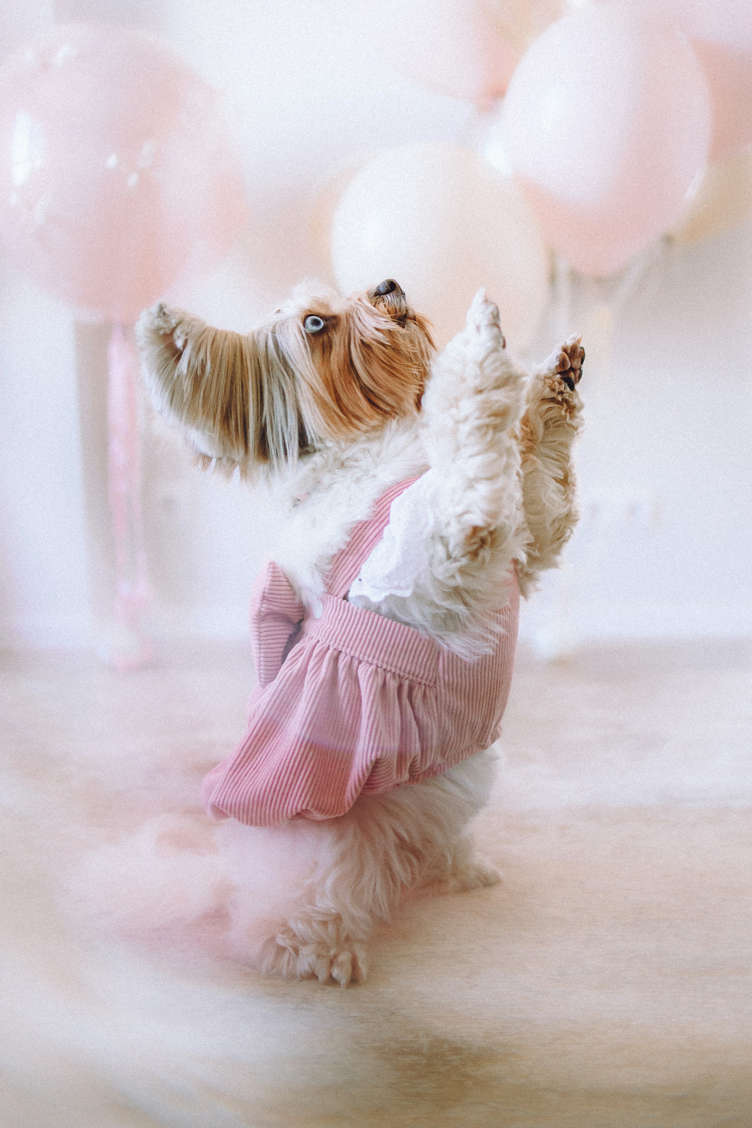 День Рождения Шу