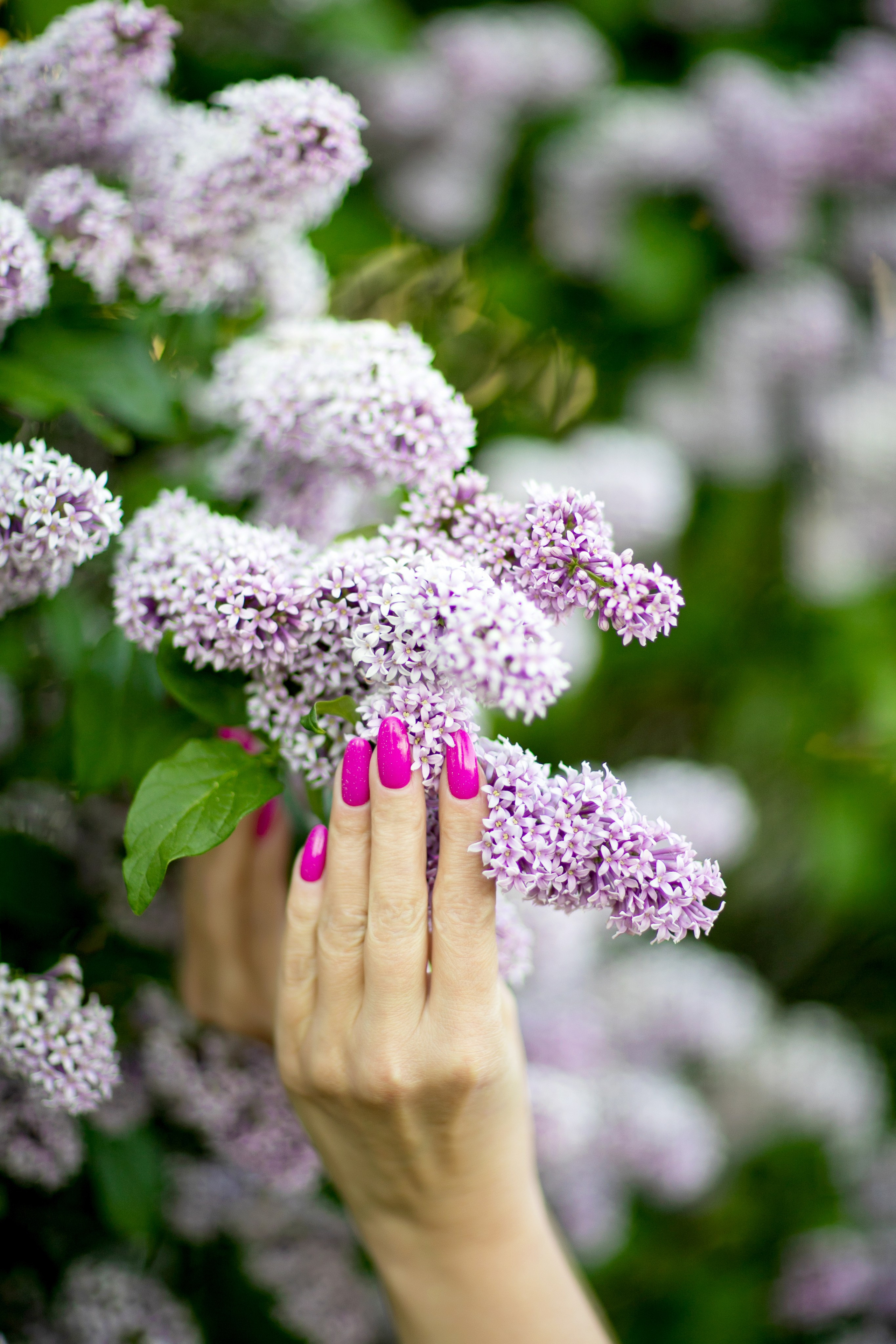 Сирень. Фотограф Елена Вишневская (Ушакова) Нефтеюганск, Сургут, Тюмень