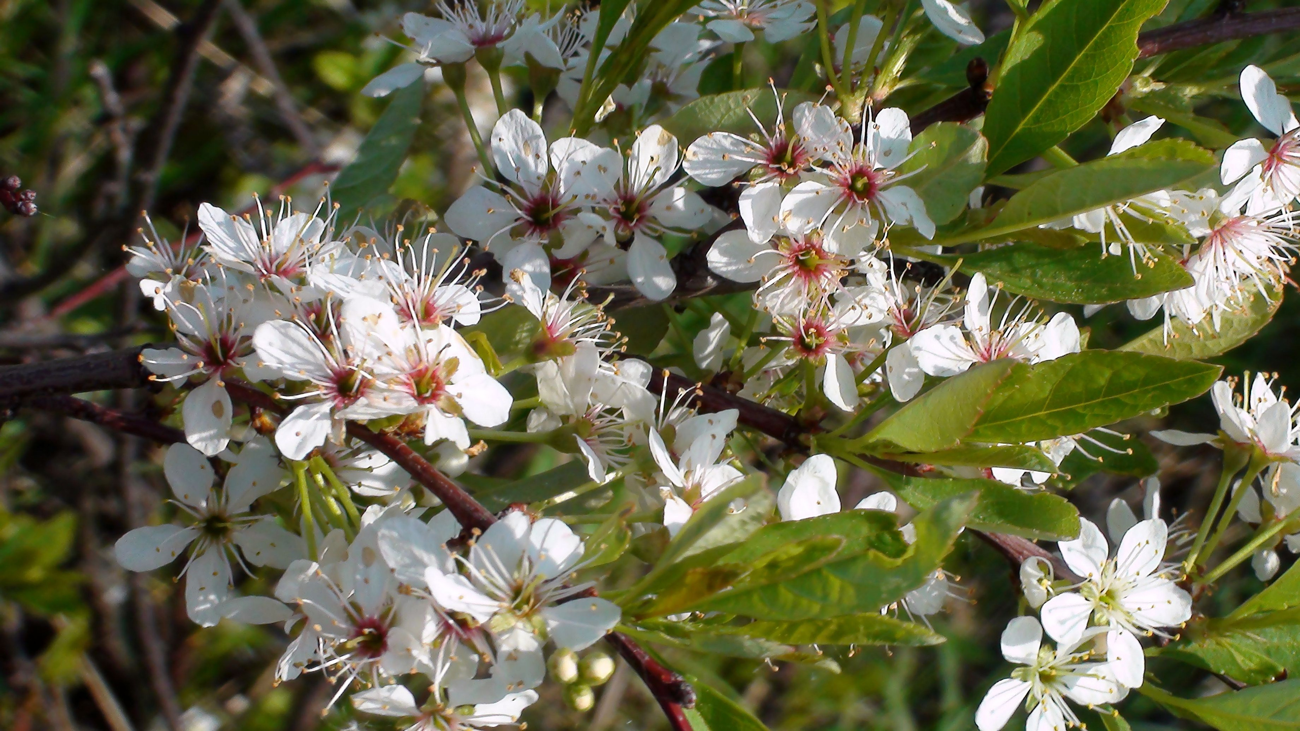 Дача 07.06.2009. Семейный, Свадебный фотограф СПБ Питер— Романова Екатерина