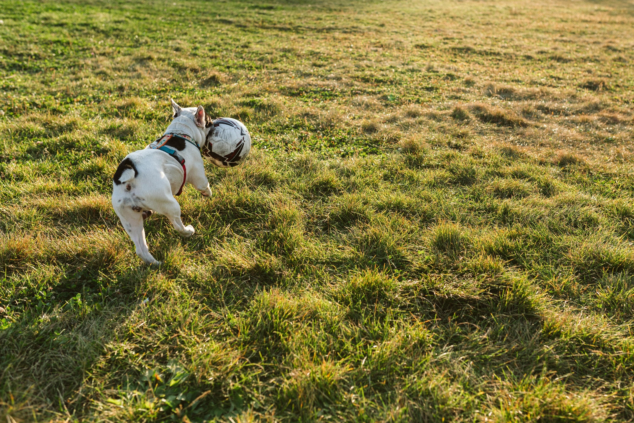 Инна и Белль. Фотограф анималист в Москве Ольга Агушева