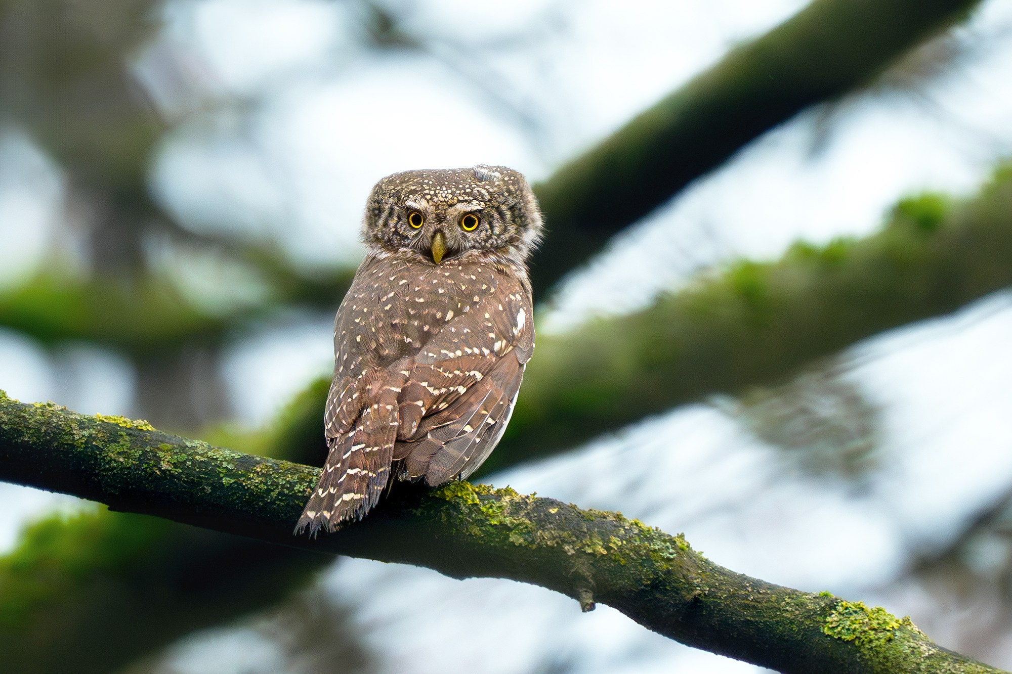 Удивительные мир птиц. Вокруг нас столько прекрасного — присмотритесь!. Ваш личный фотограф Марина Волкова