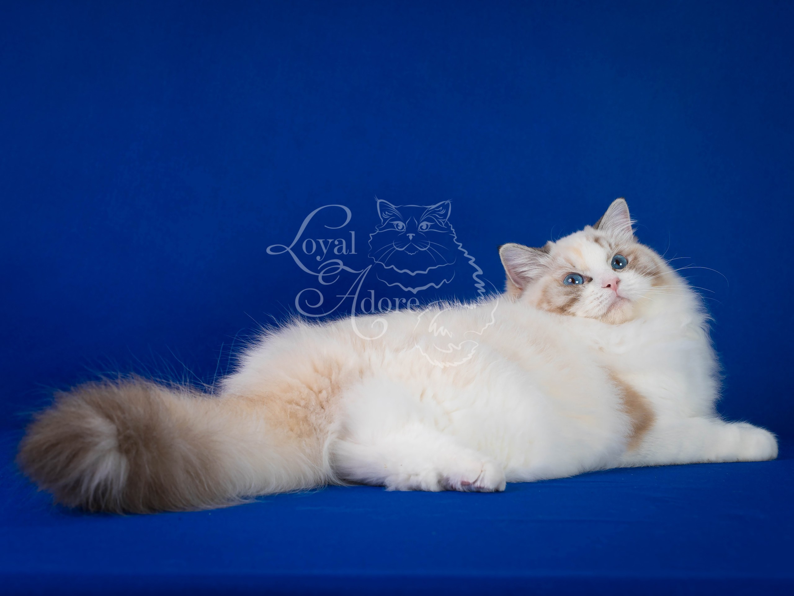 Кошки производители Loyal Adore. Питомник рэгдолл Loyal Adore