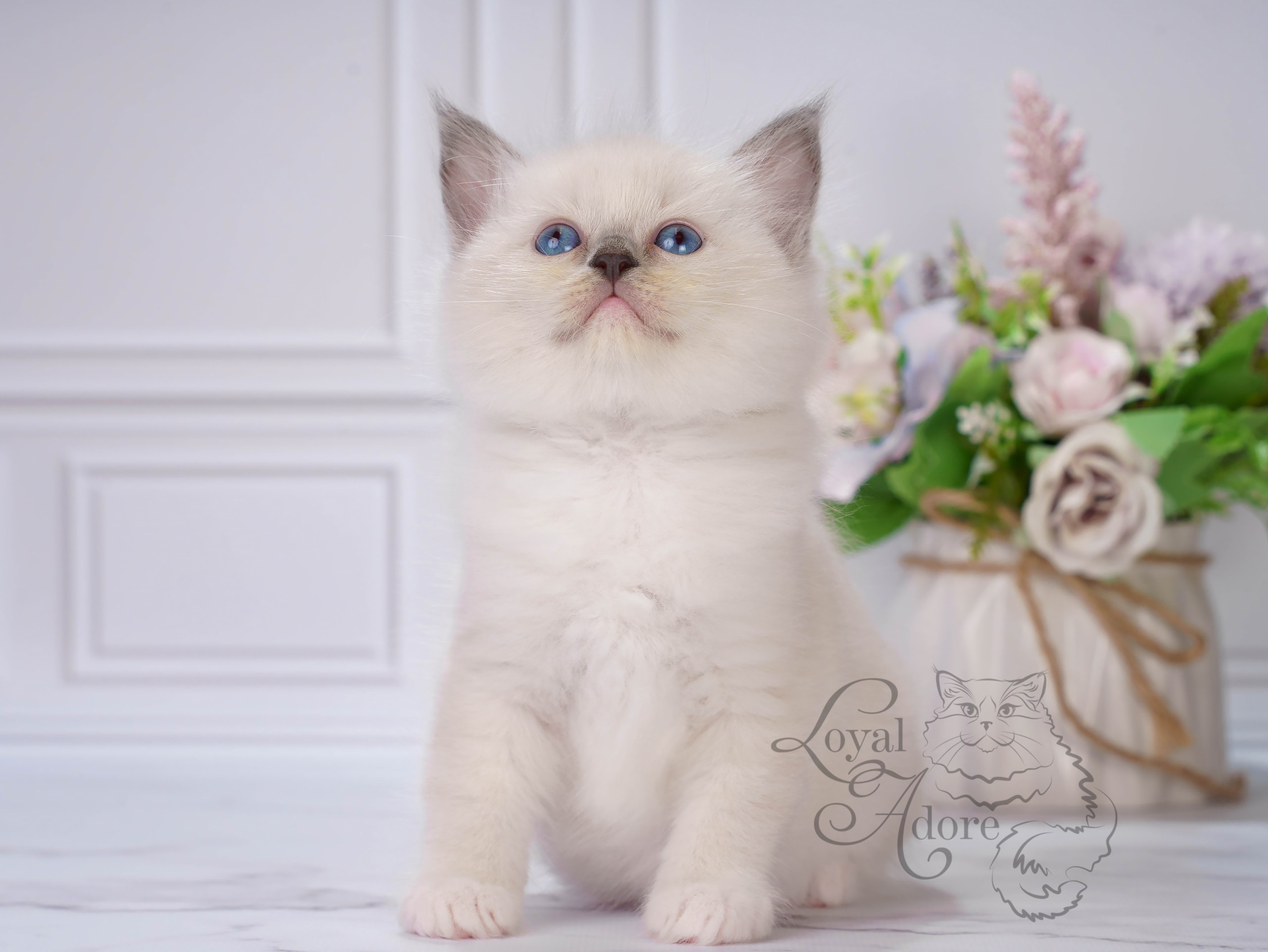 Котята рэгдолл от Loyal Adore. Питомник рэгдолл Loyal Adore