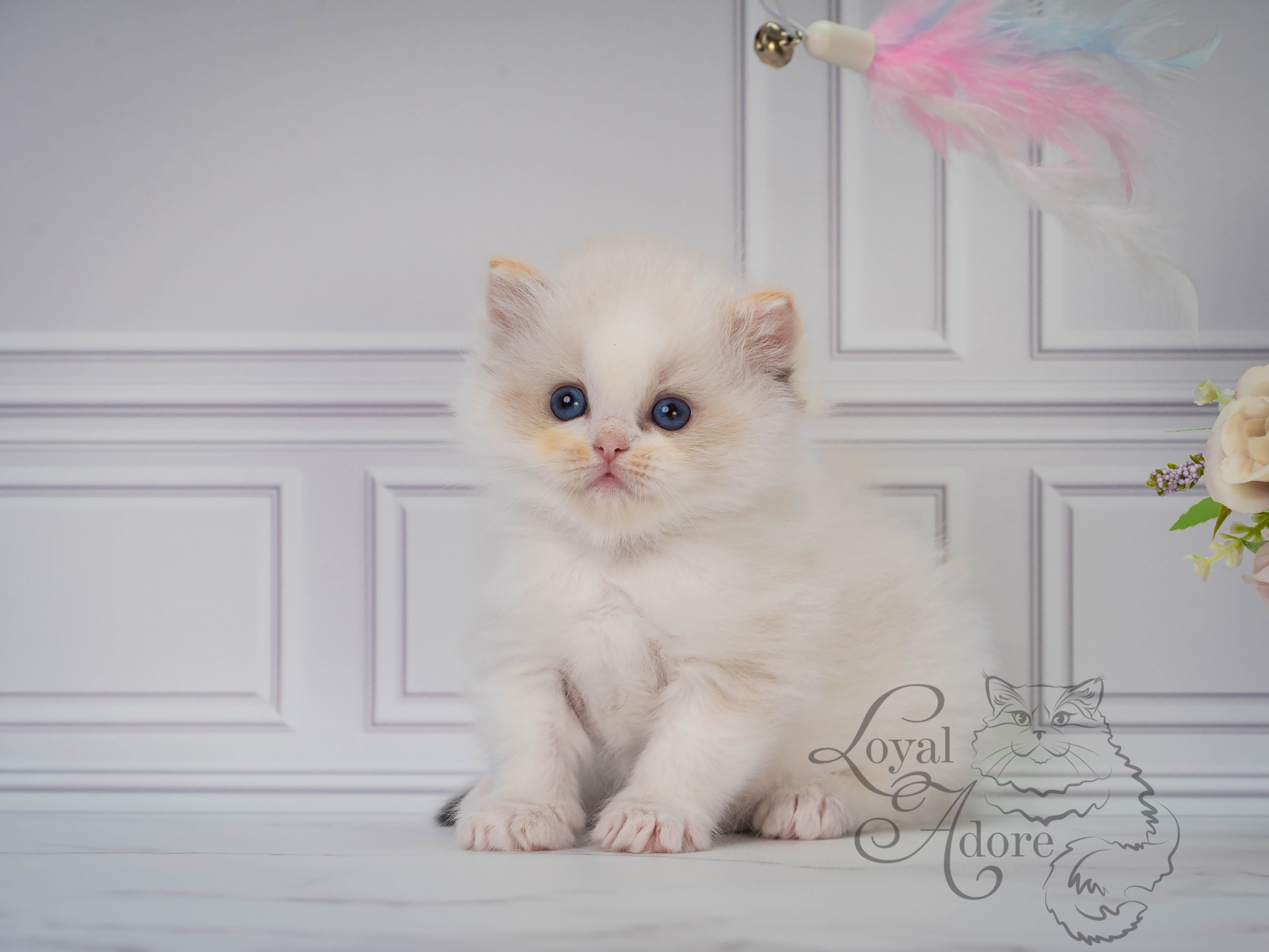 Котята рэгдолл от Loyal Adore. Питомник рэгдолл Loyal Adore