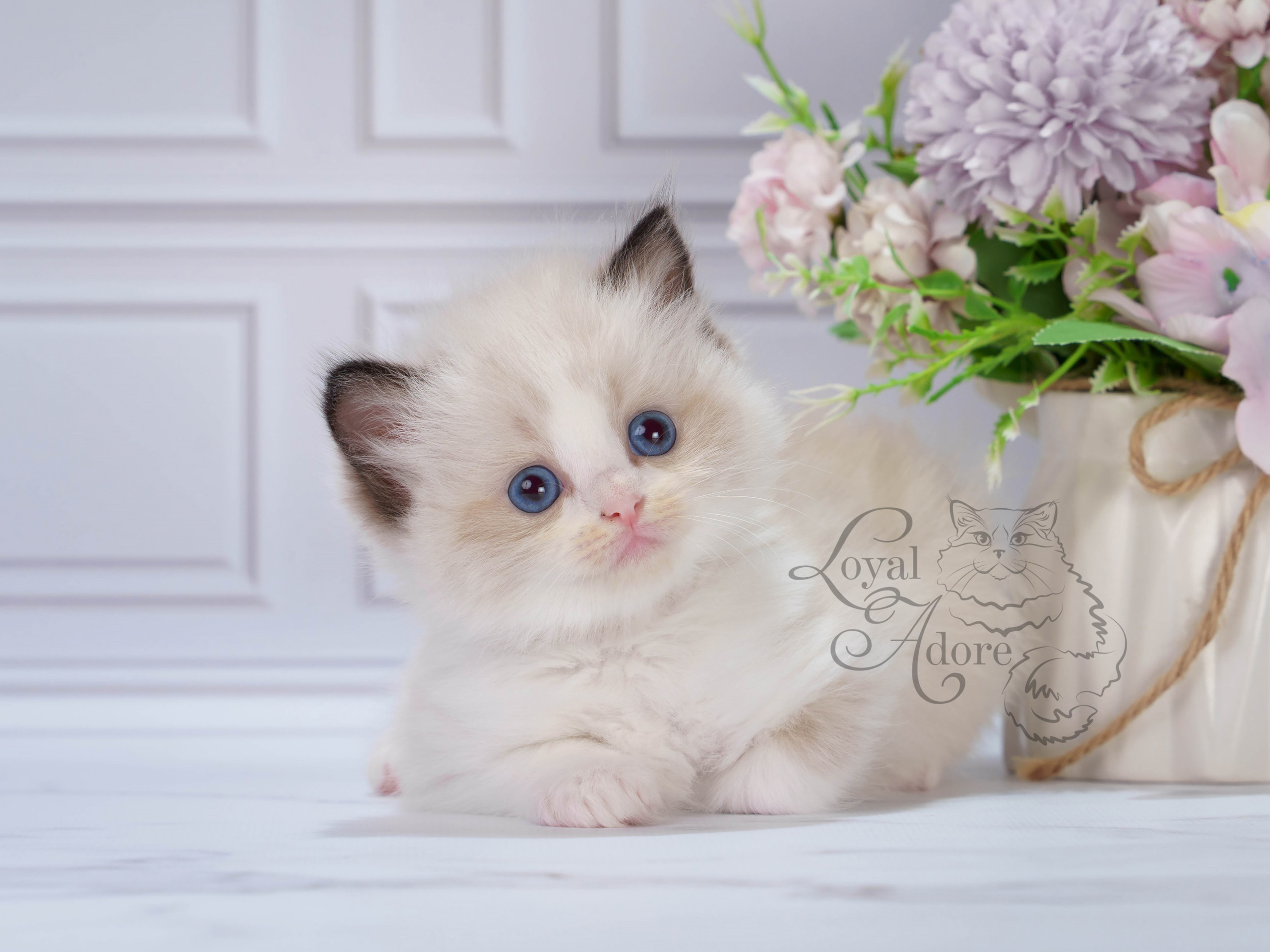 Котята рэгдолл от Loyal Adore. Питомник рэгдолл Loyal Adore