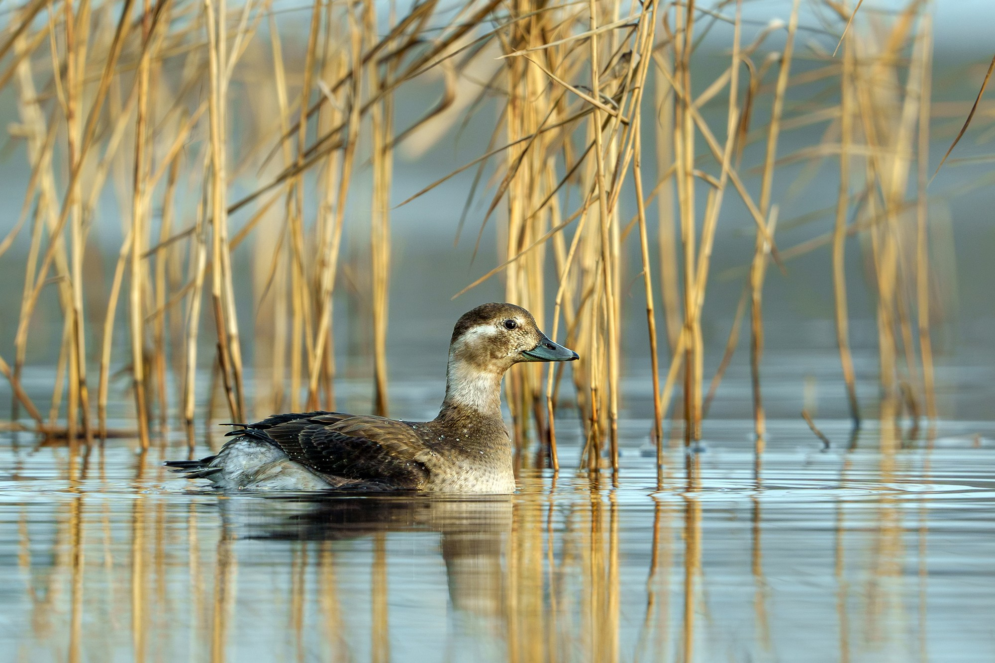 Удивительные мир птиц. Вокруг нас столько прекрасного — присмотритесь!. Ваш личный фотограф Марина Волкова