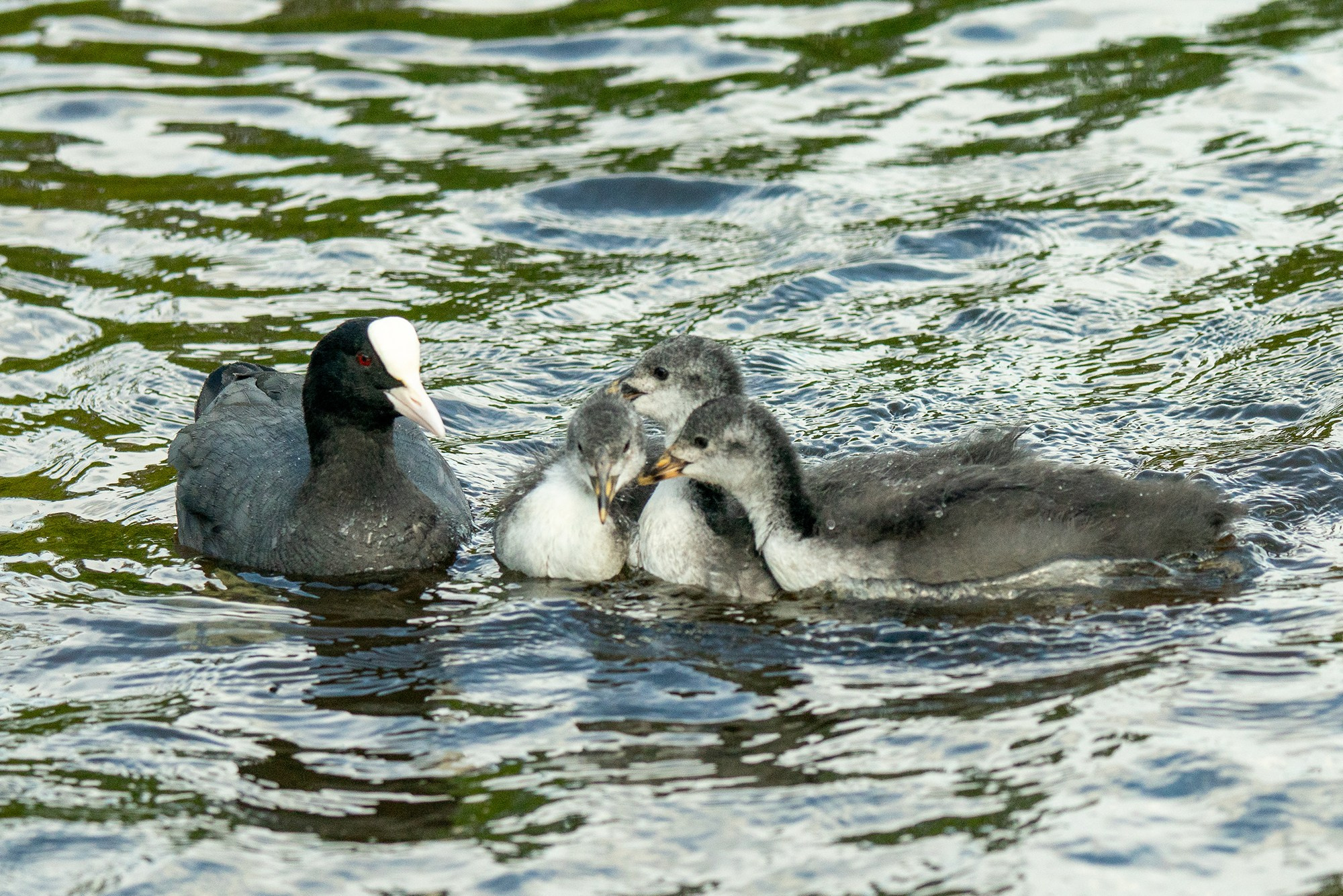 Удивительные мир птиц. Вокруг нас столько прекрасного — присмотритесь!. Ваш личный фотограф Марина Волкова