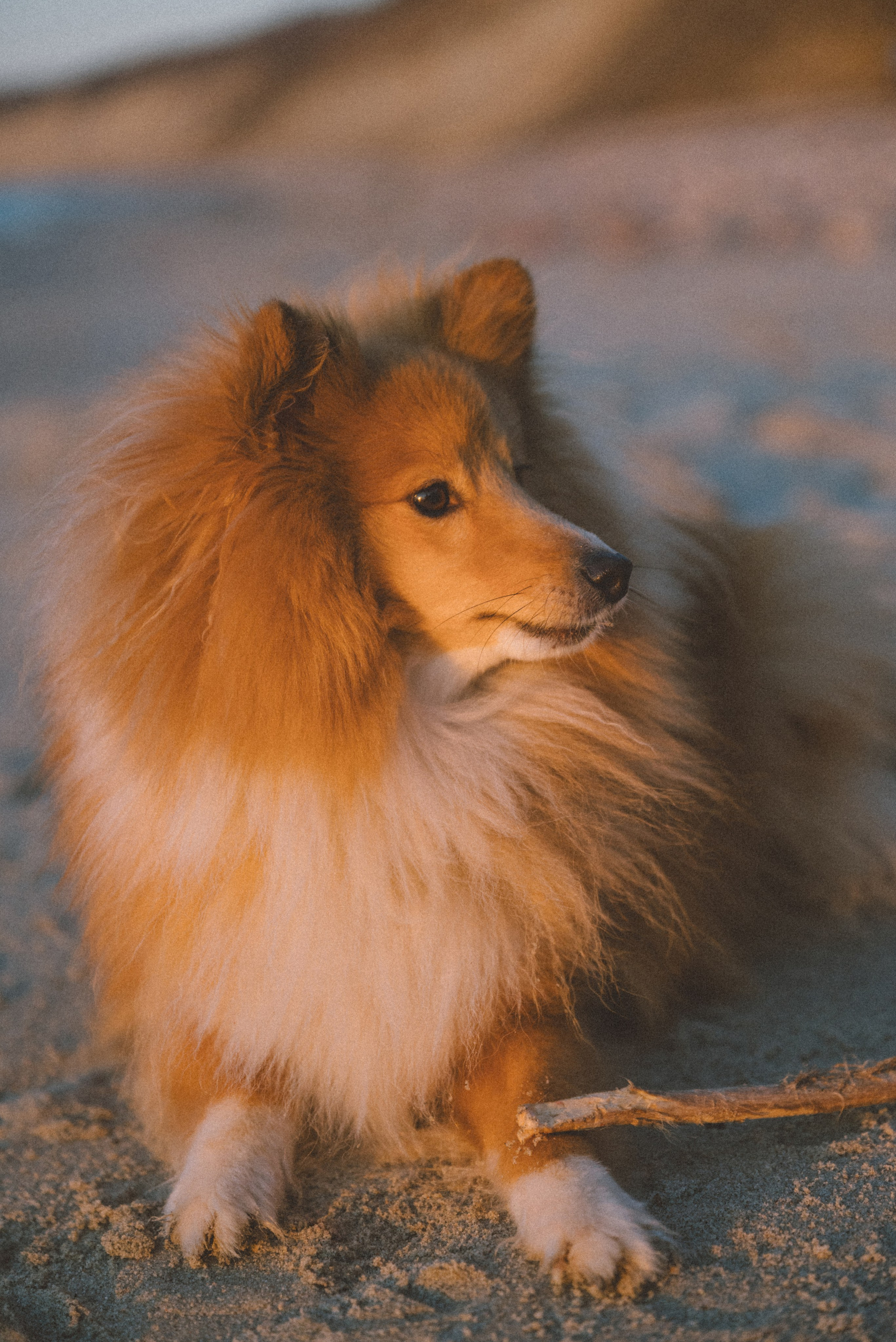 Анна и Артем. Фотограф Калининград Ангелина Воробьева