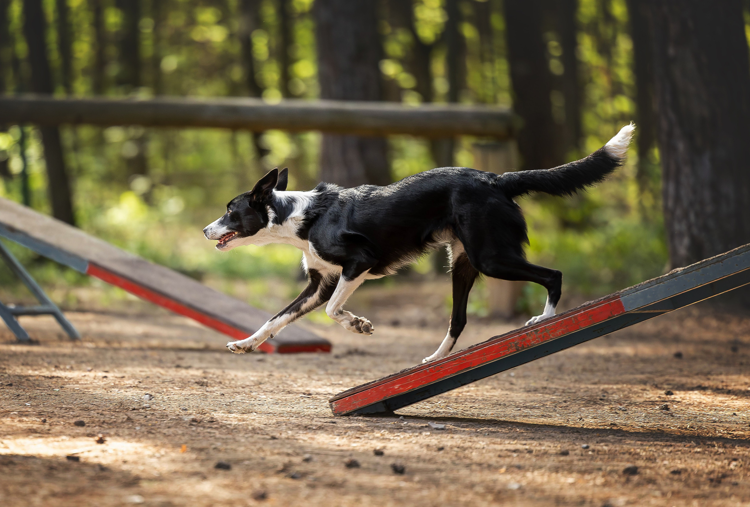 Тренировка аджилити. Фотограф Анималист в Перми Анастасия Остерман
