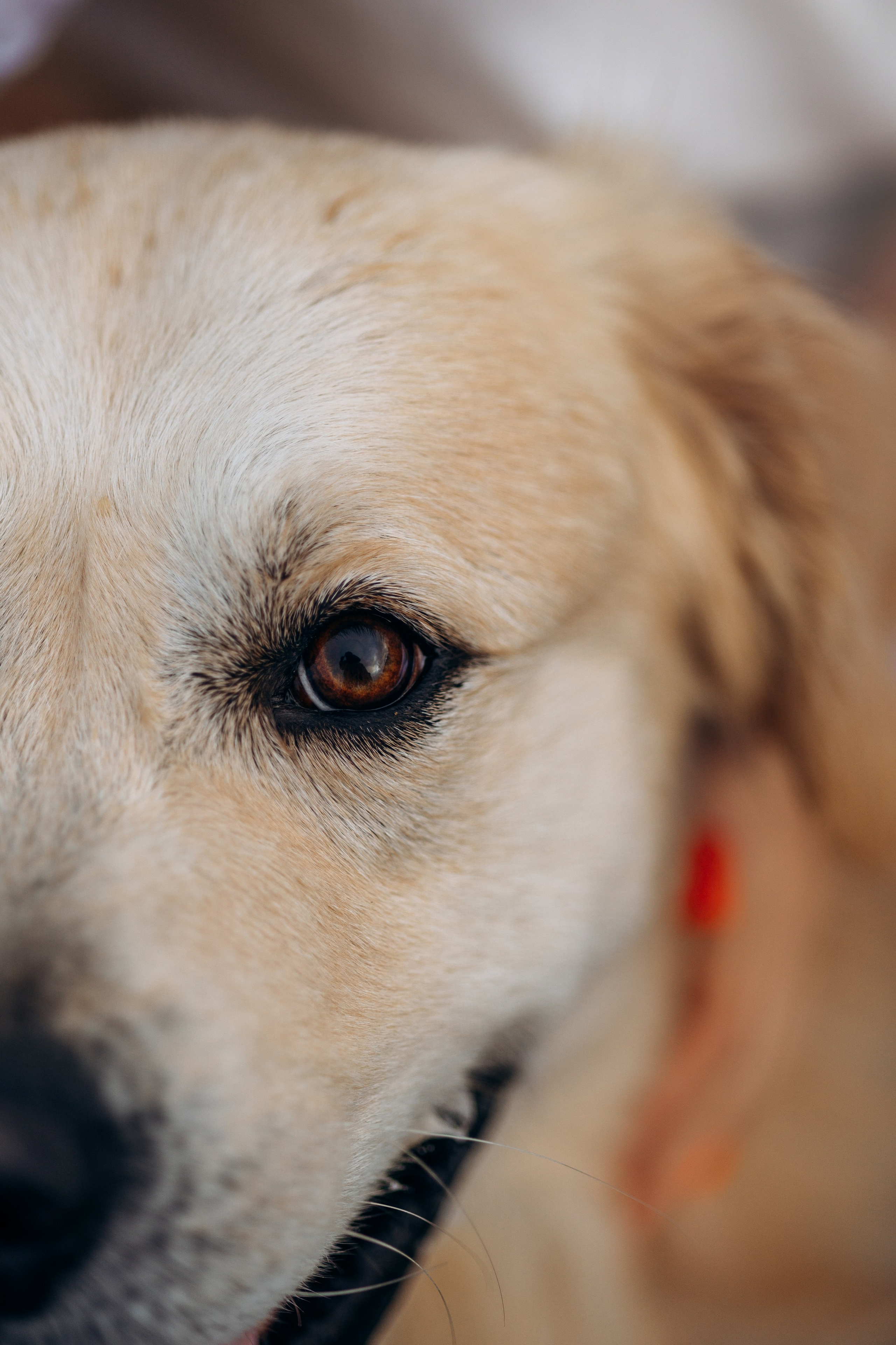 Лёва и его семья. Фотограф — Анималист | Санкт-Петербург