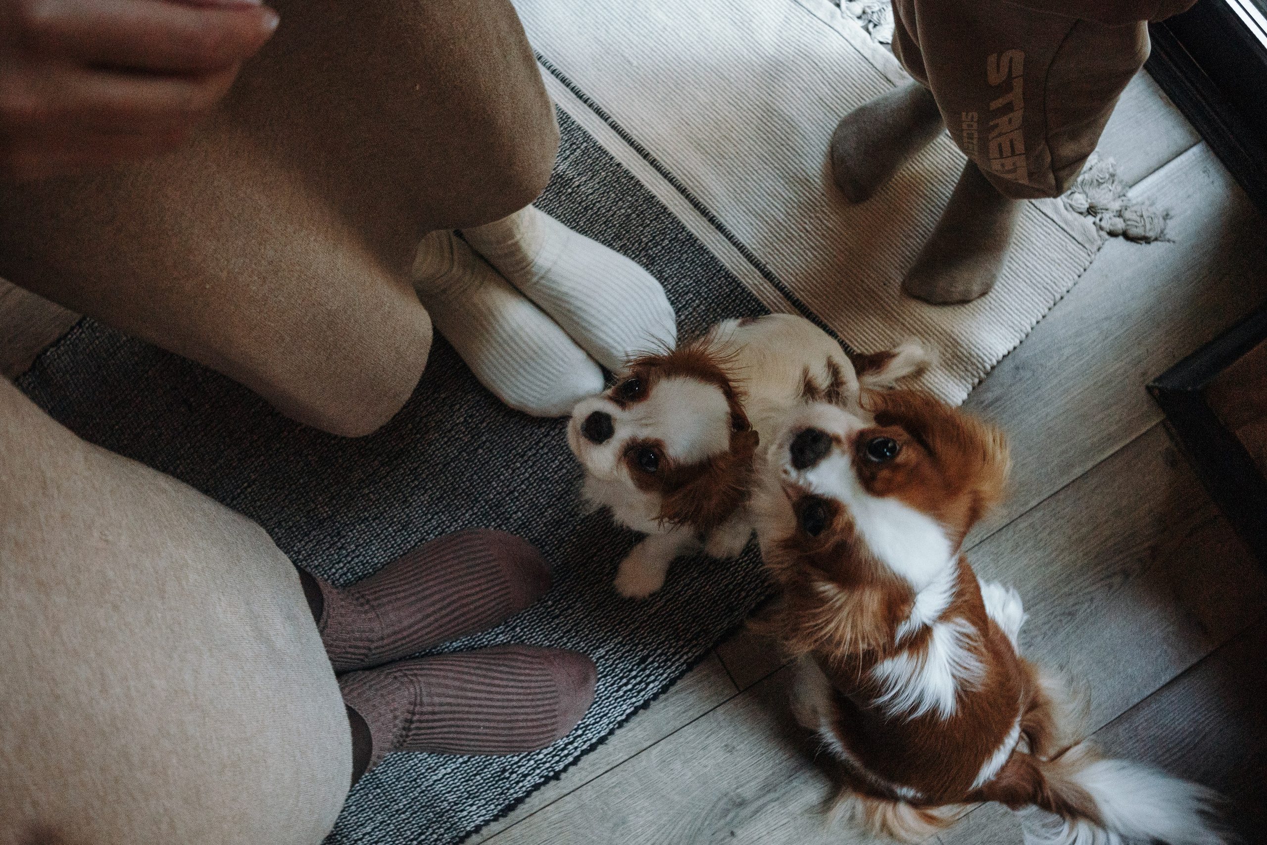 Семейная история. Фотограф — Анималист | Санкт-Петербург