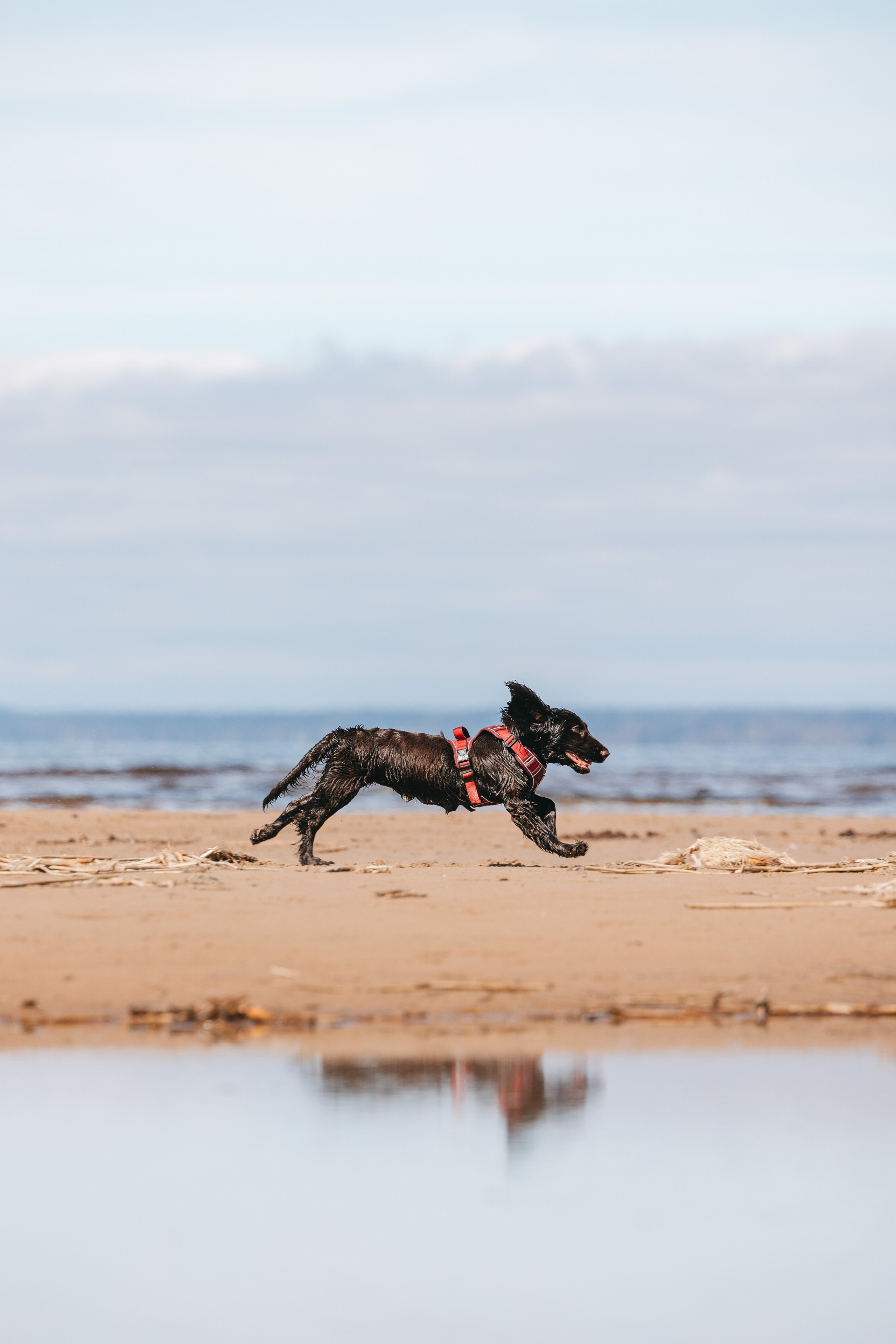 Спанимания. Фотограф анималист Осипчикова Мария