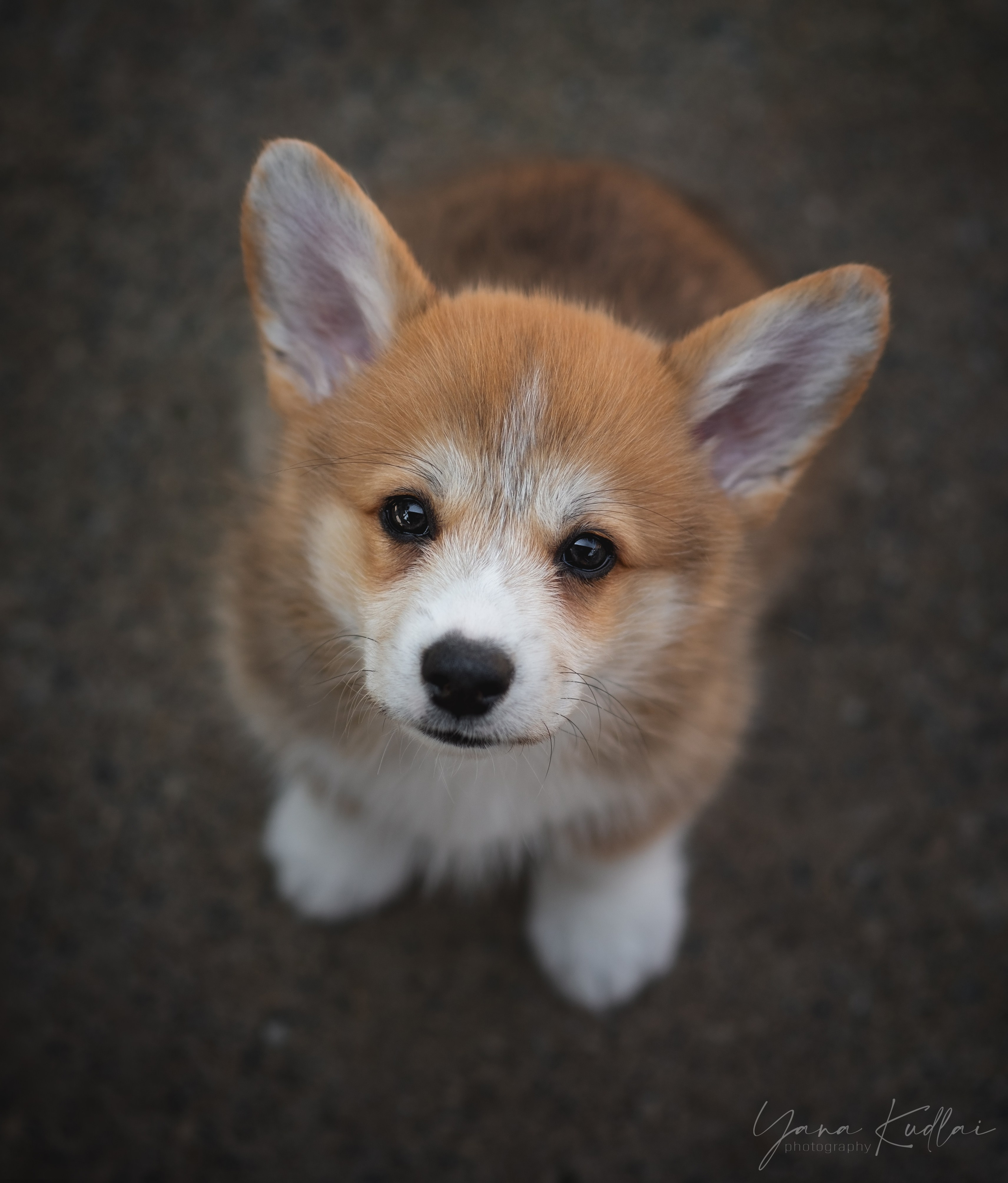 Малышарики корги). Фотограф анималист Ставрополь Яна Кудлай