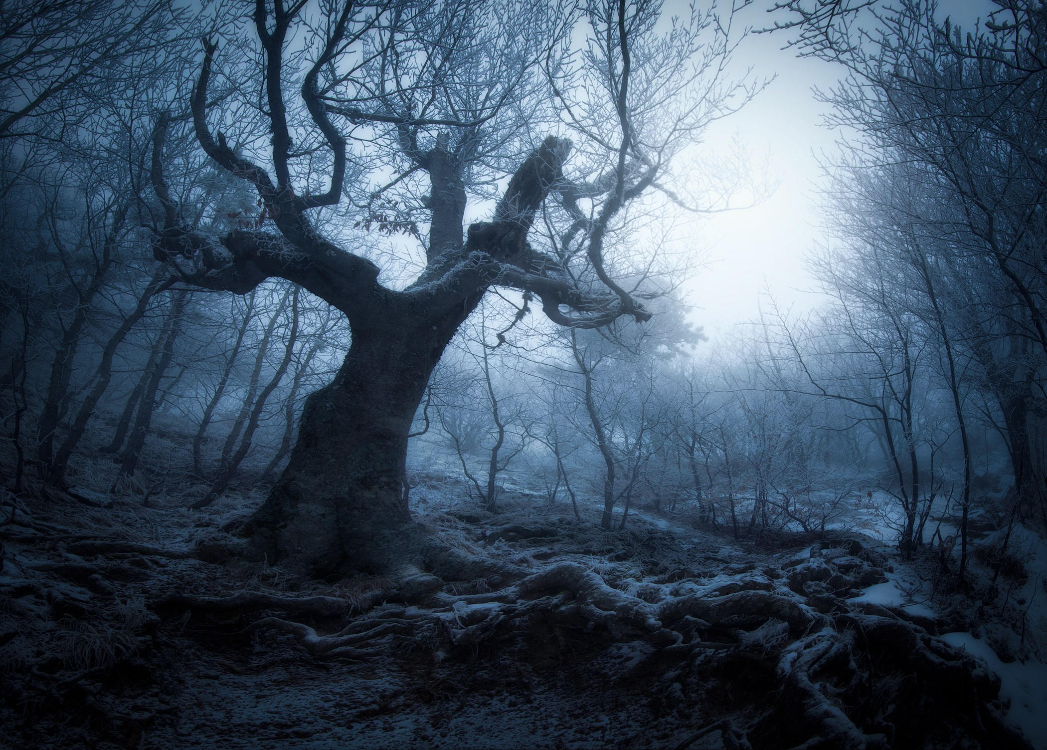 Volkovart.ru forest landscapes. Volkovart.online nature photography