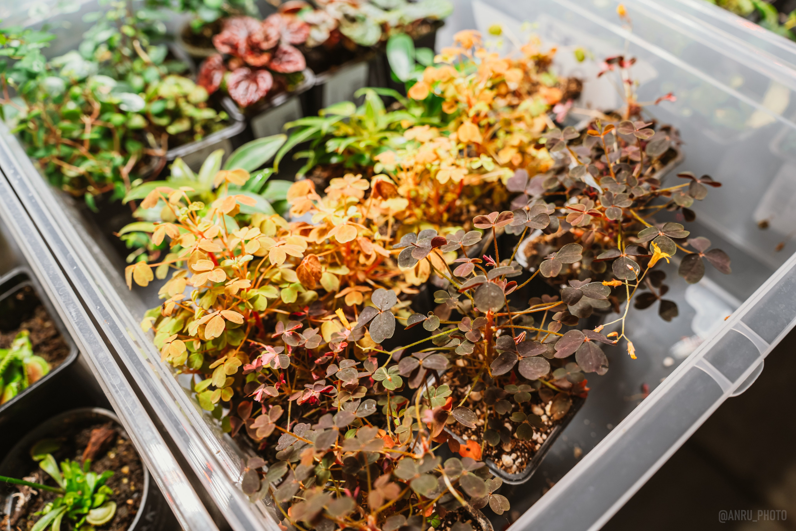 Рептилиум. Репортажный фотограф Анастасия Рубцова