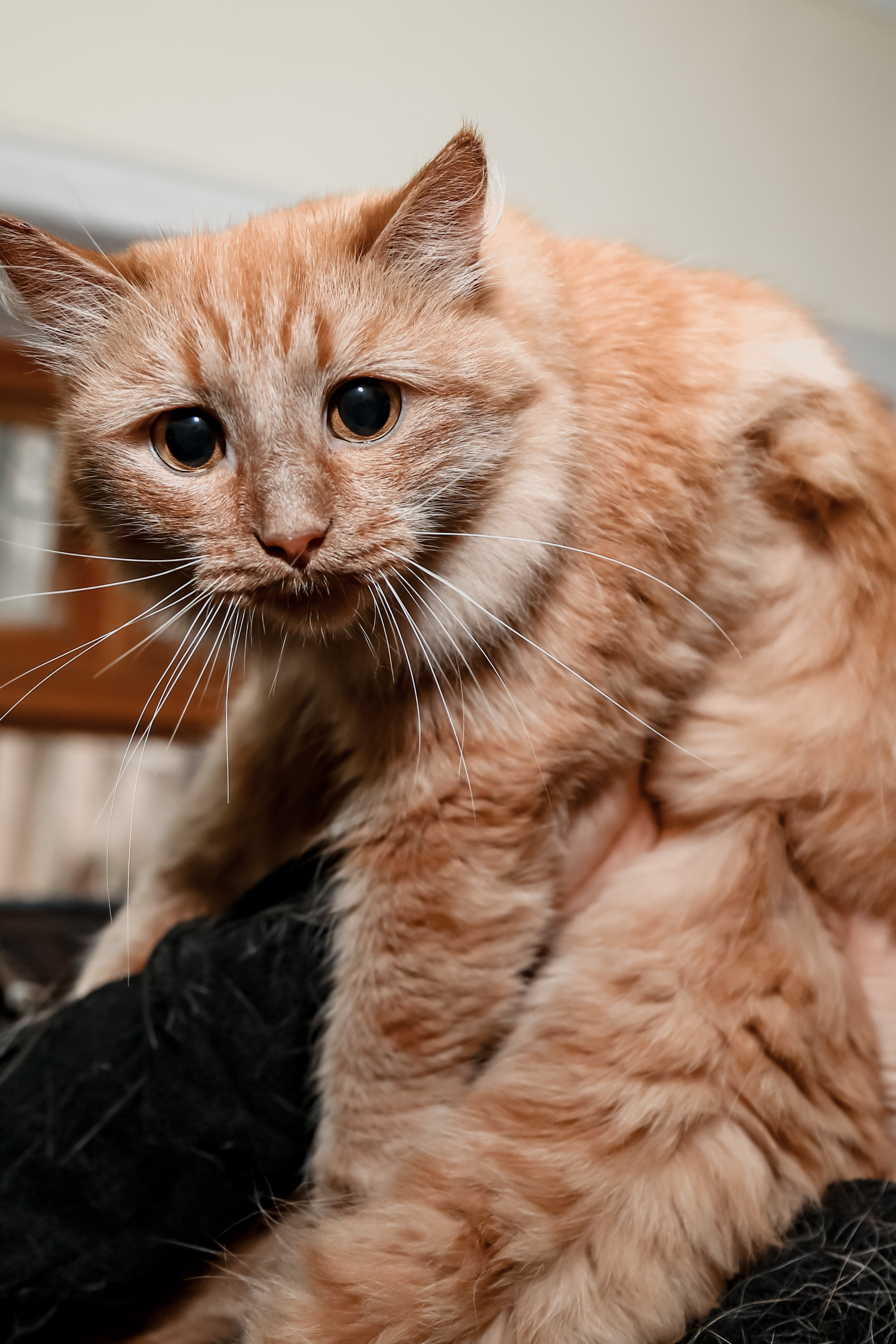 Приют Кошкин Дом Филимоша. Ваш фотограф в Оренбурге Рощупкина Екатерина