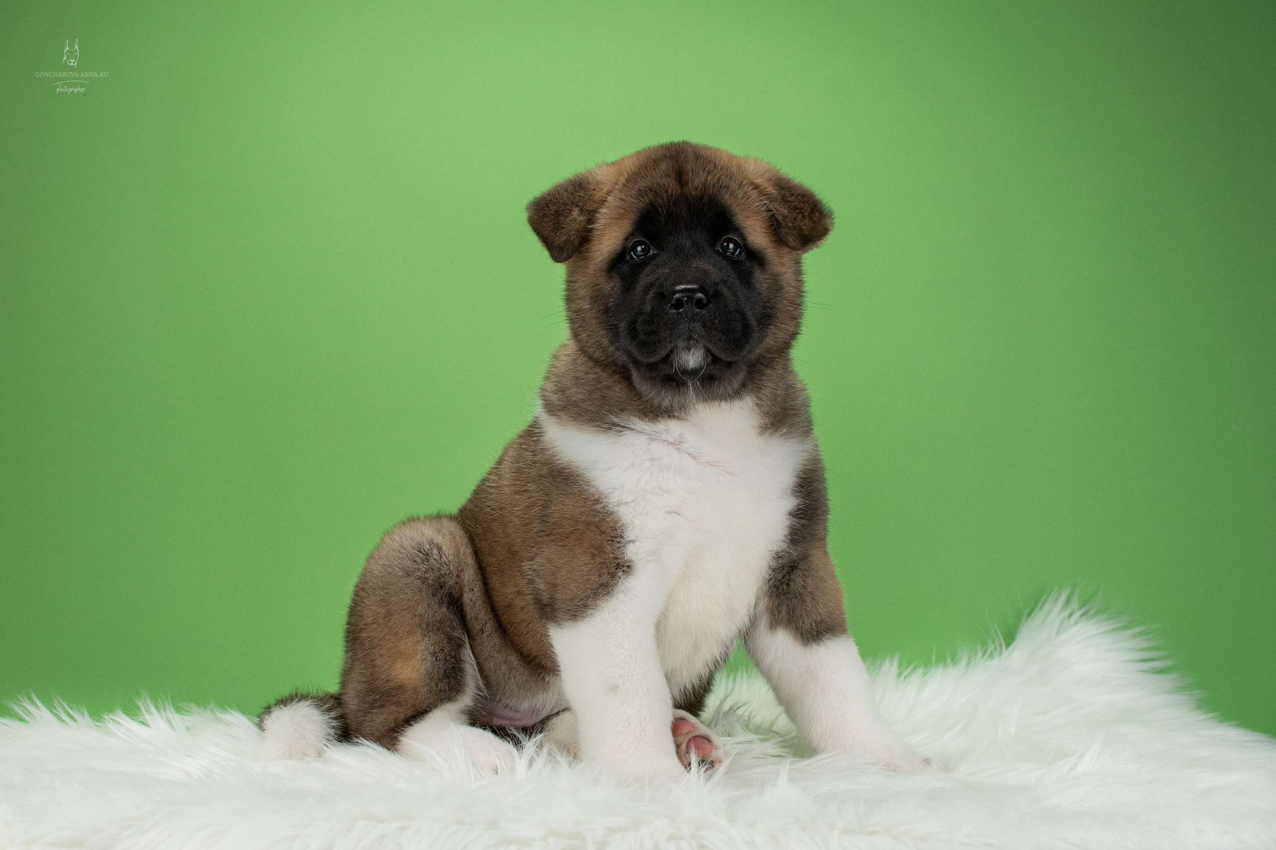 Съемка щенков. Фотограф анималист в Ростове I Гончарова Анна