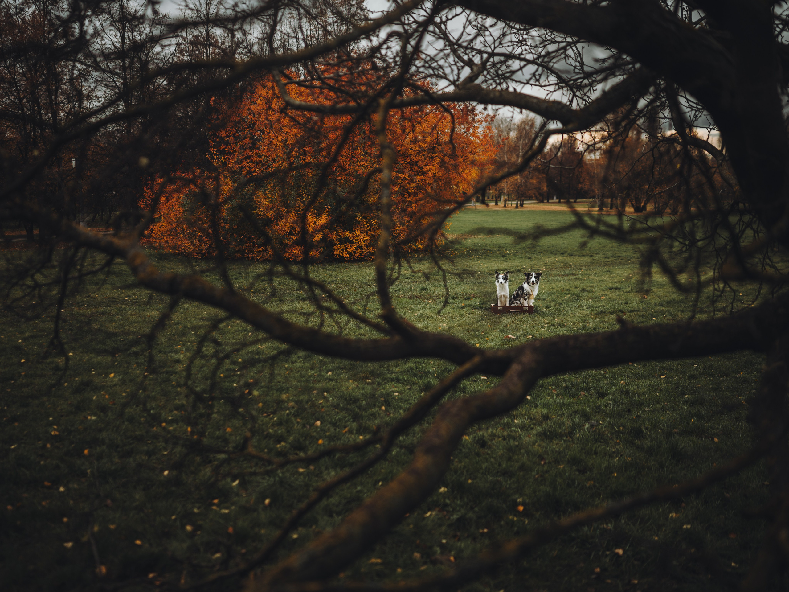 Лилу, Ри и Тучка. Семейный фотограф анималист Ананьева Мария — Москва