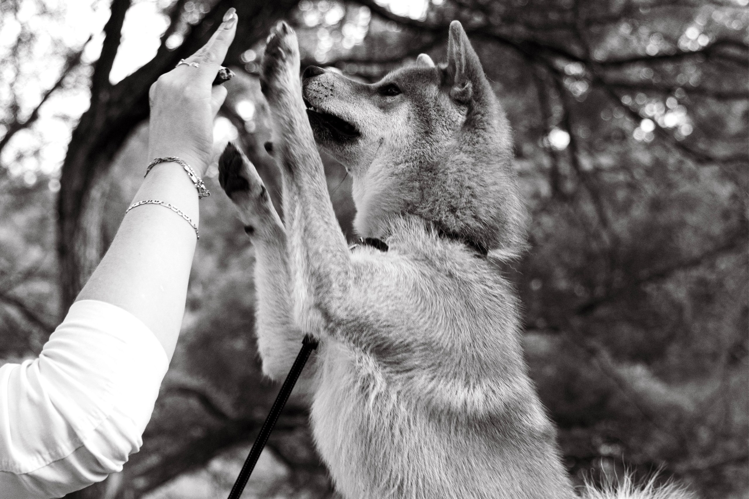 Сиба питомник RUBYLIGHT. Американская акита I Сиба ину I Питомник RUBYLIGHT