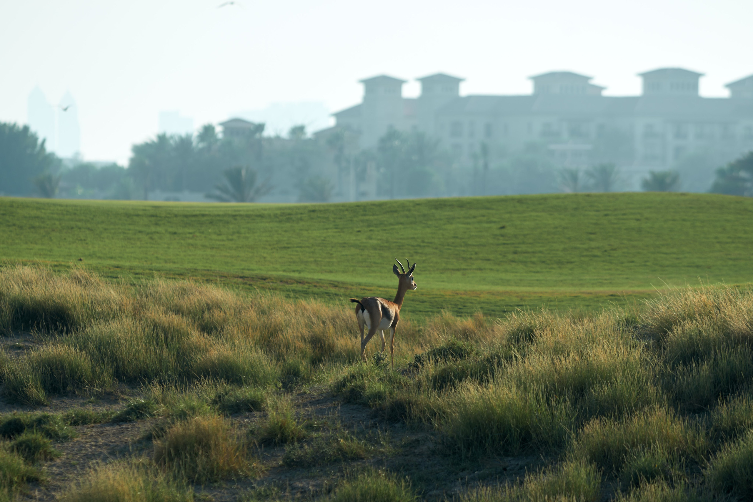 UAE GOLF. Фотограф Наталья Леонова