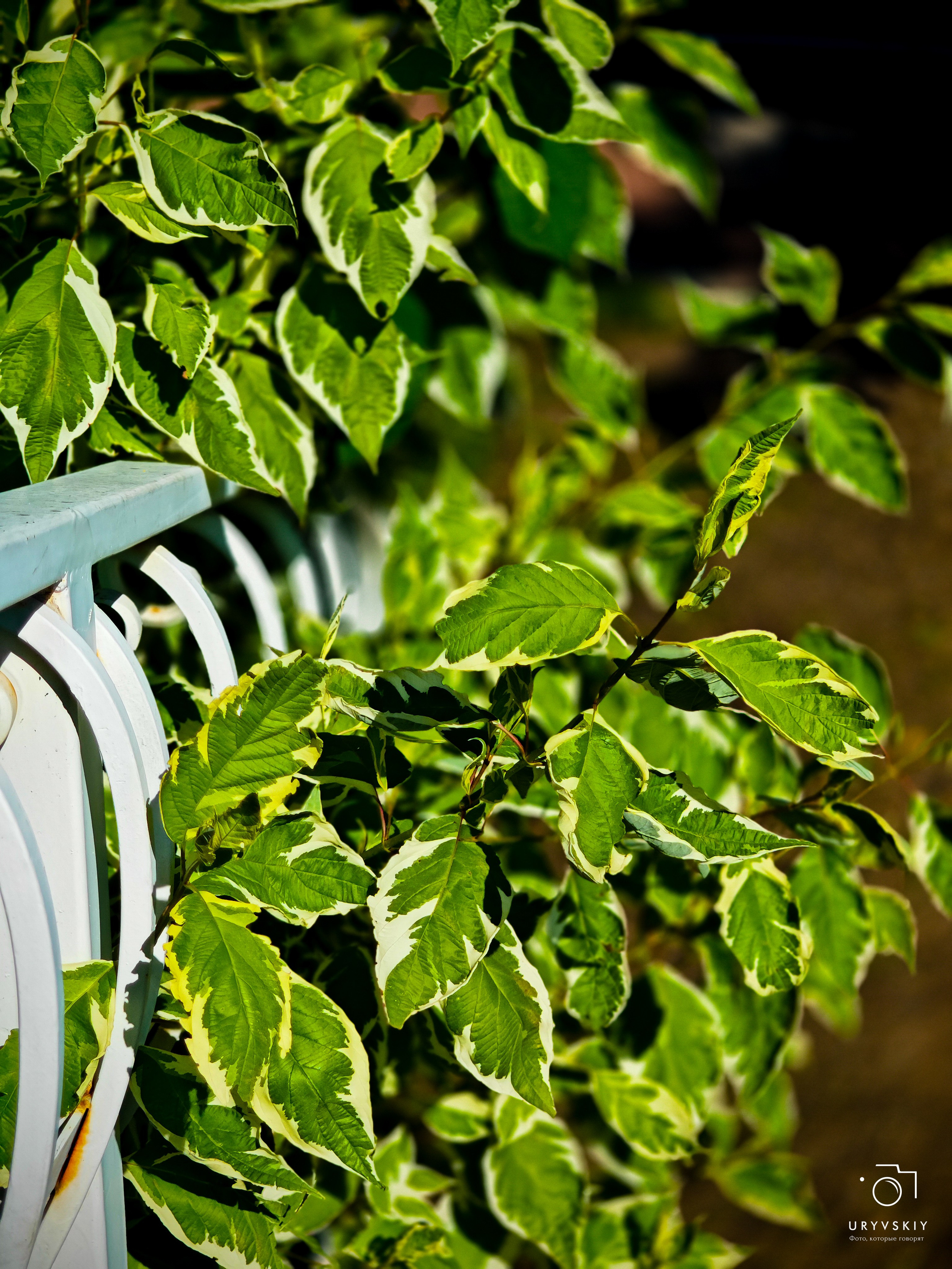 Больничный дворик. Игорь Урывский. Фотограф Красноярск