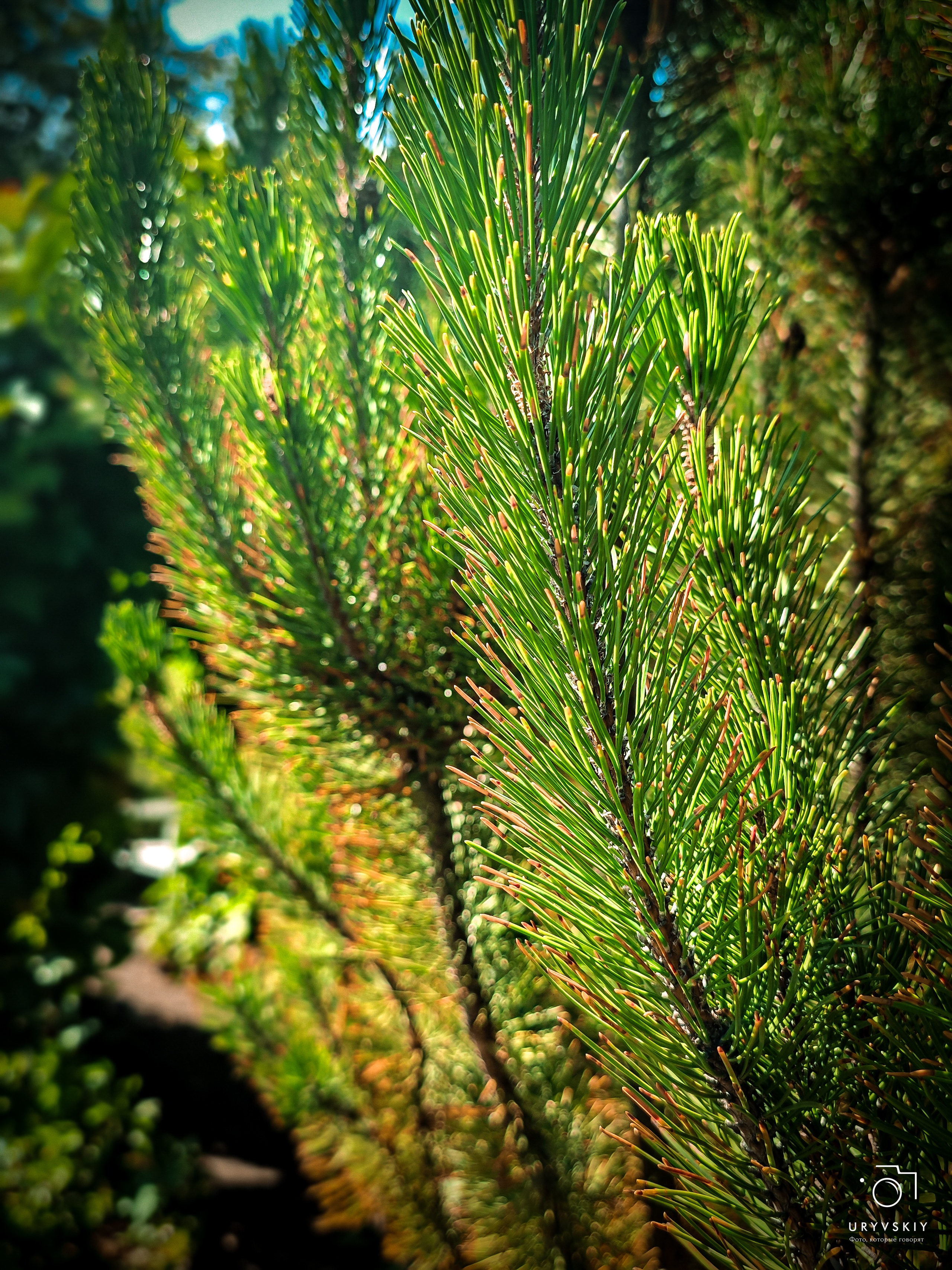 Больничный дворик. Игорь Урывский. Фотограф Красноярск