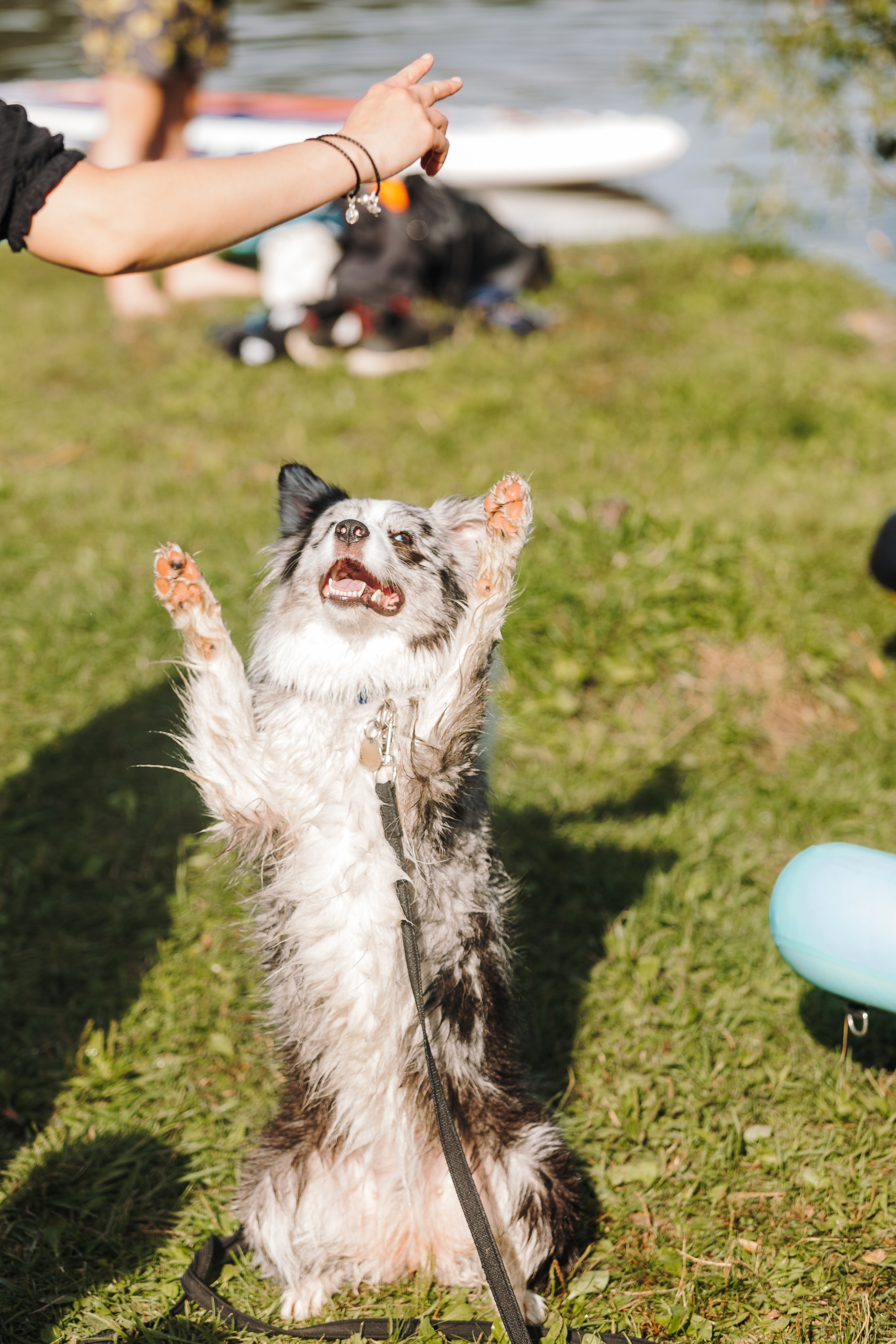 Petshop Sup day. Фотограф анималист Кристина Карпова, Москва