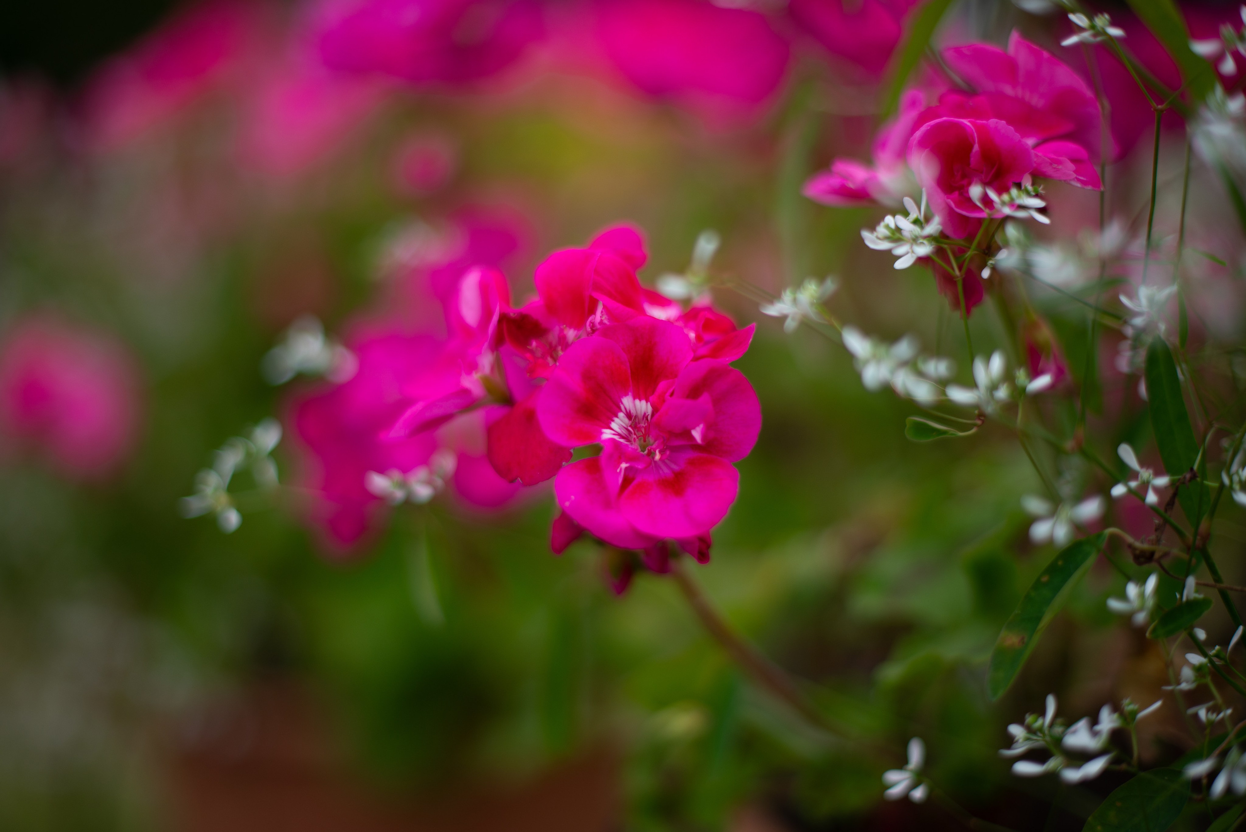 Цветы сада МГУ. Victoria Radjevna Репортажный Фотограф — Видеограф Москва • Санкт-Петербург