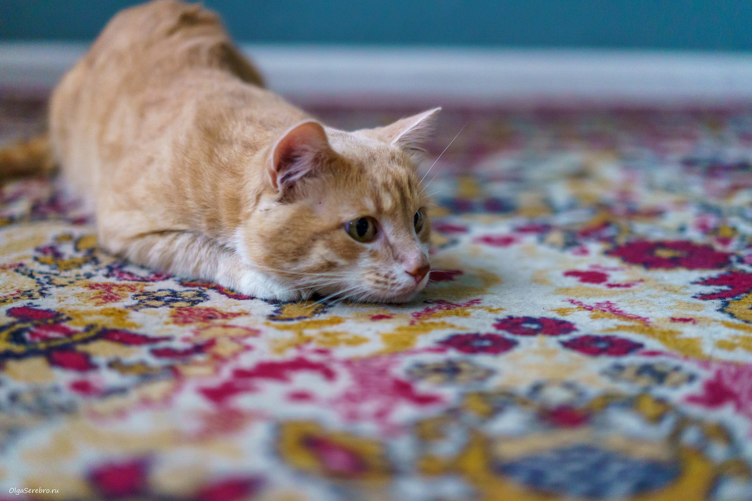 Хотела пристроить Коржика, но…. Фотограф Челябинск · Ольга Серебрякова